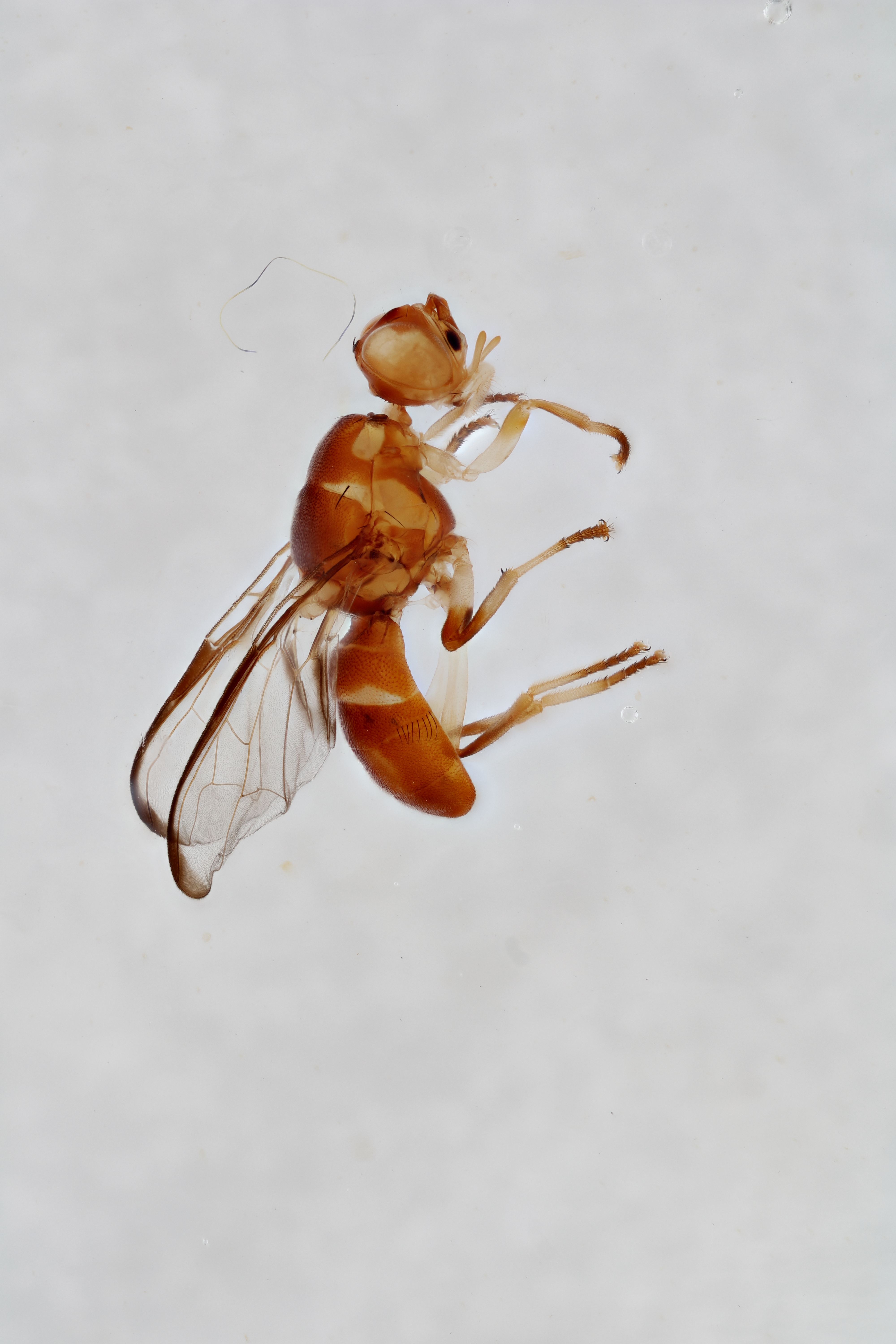 Image of a fruit fly