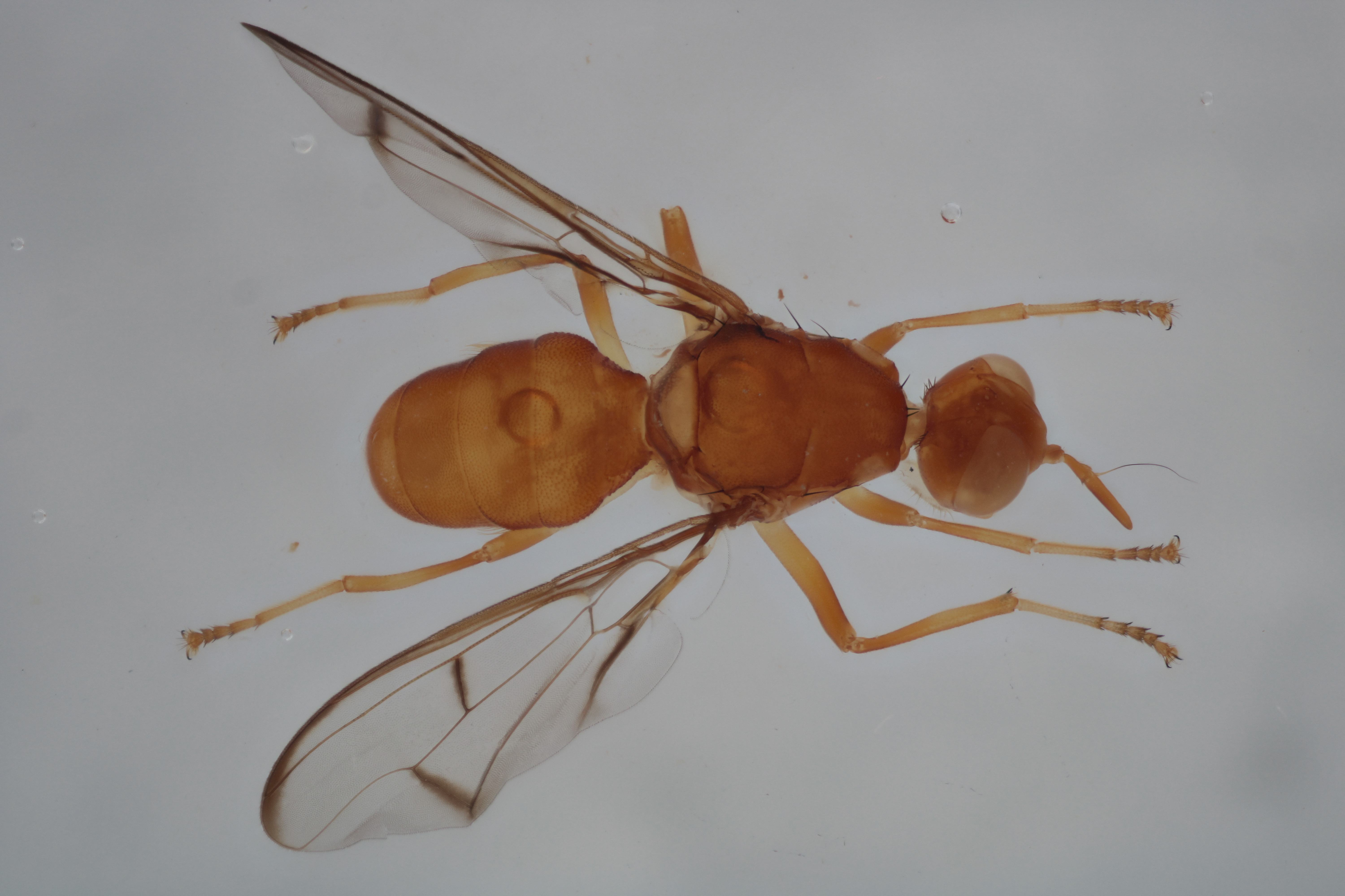 Image of a fruit fly