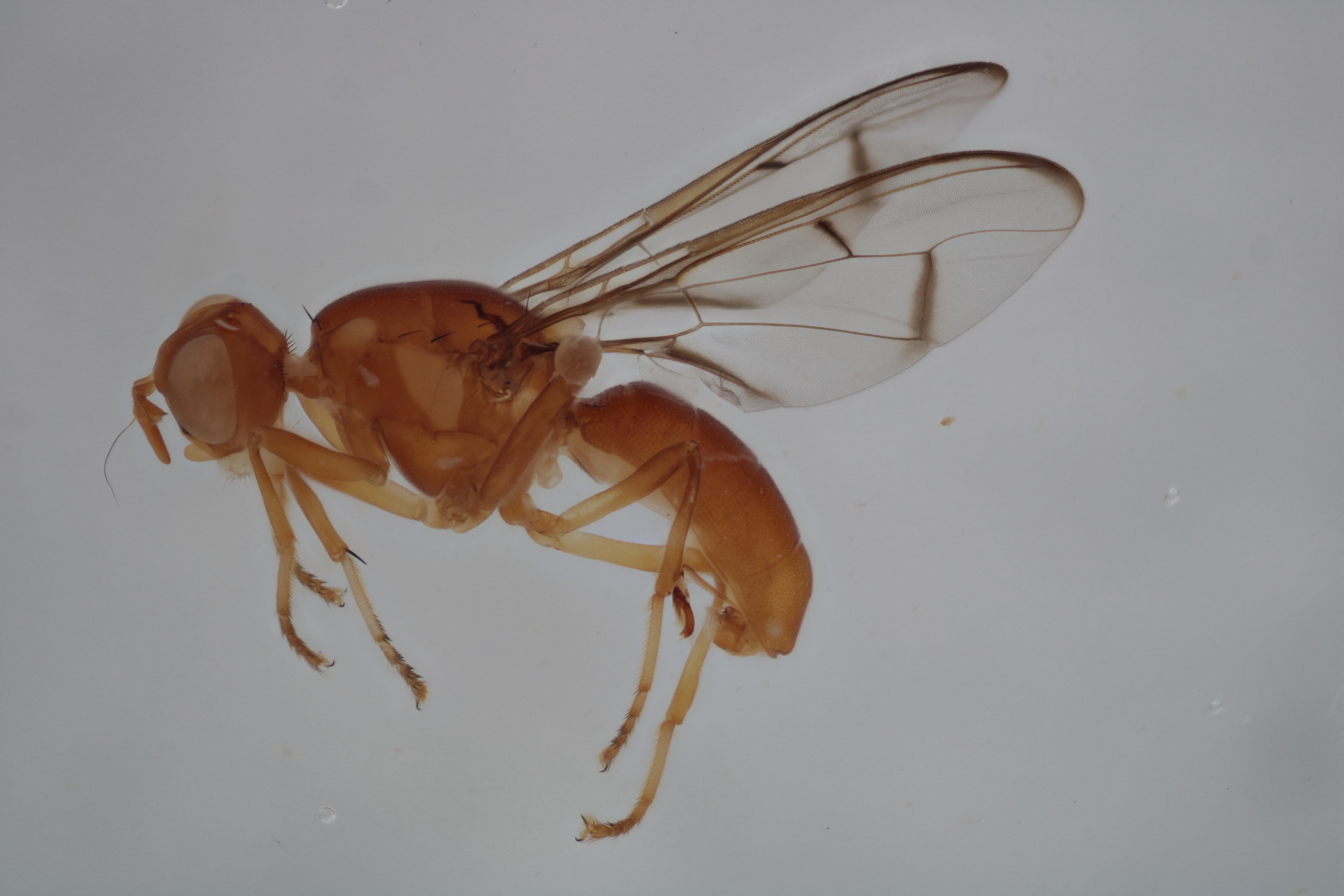 Image of a fruit fly