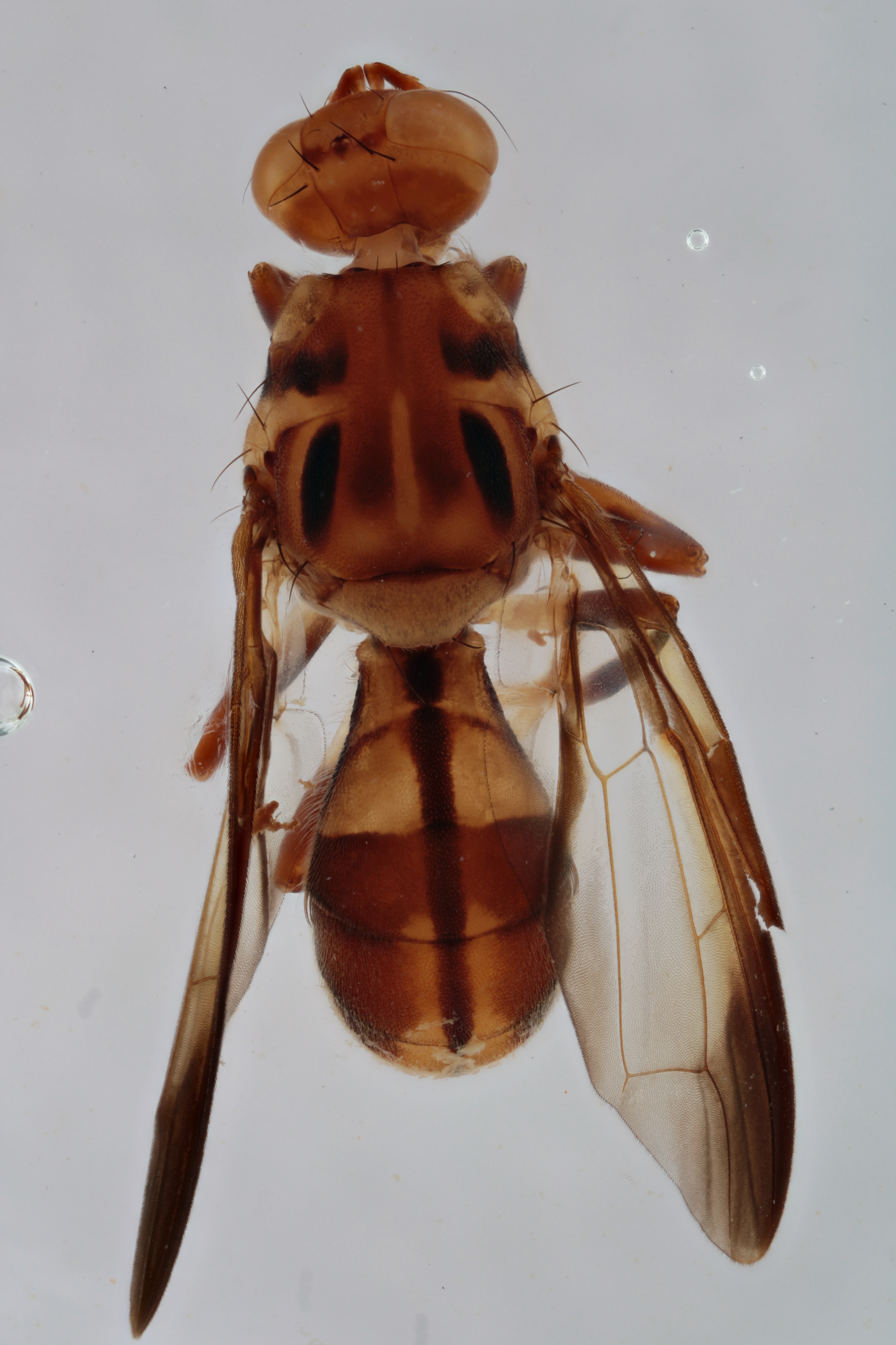 Image of a fruit fly