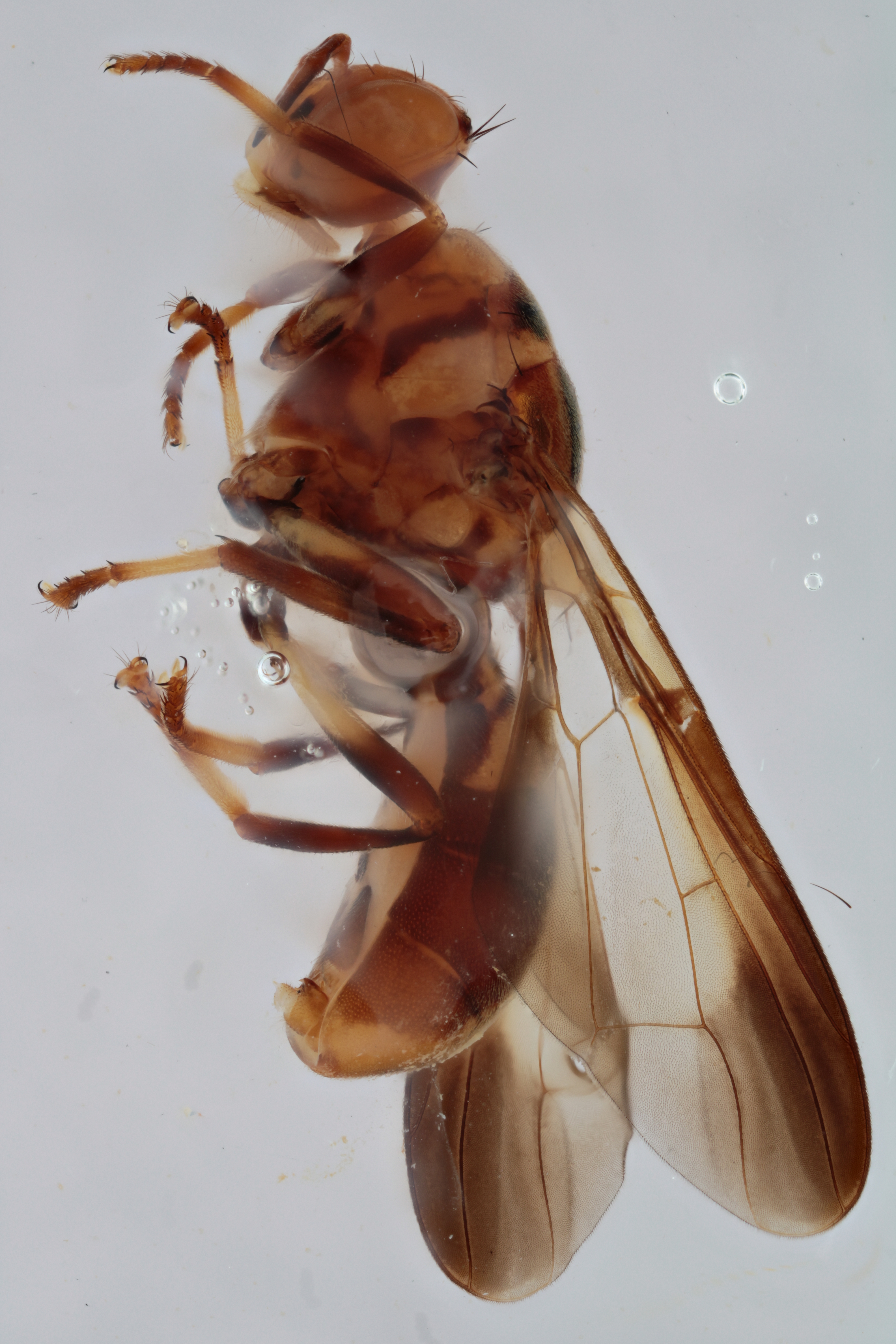 Image of a fruit fly