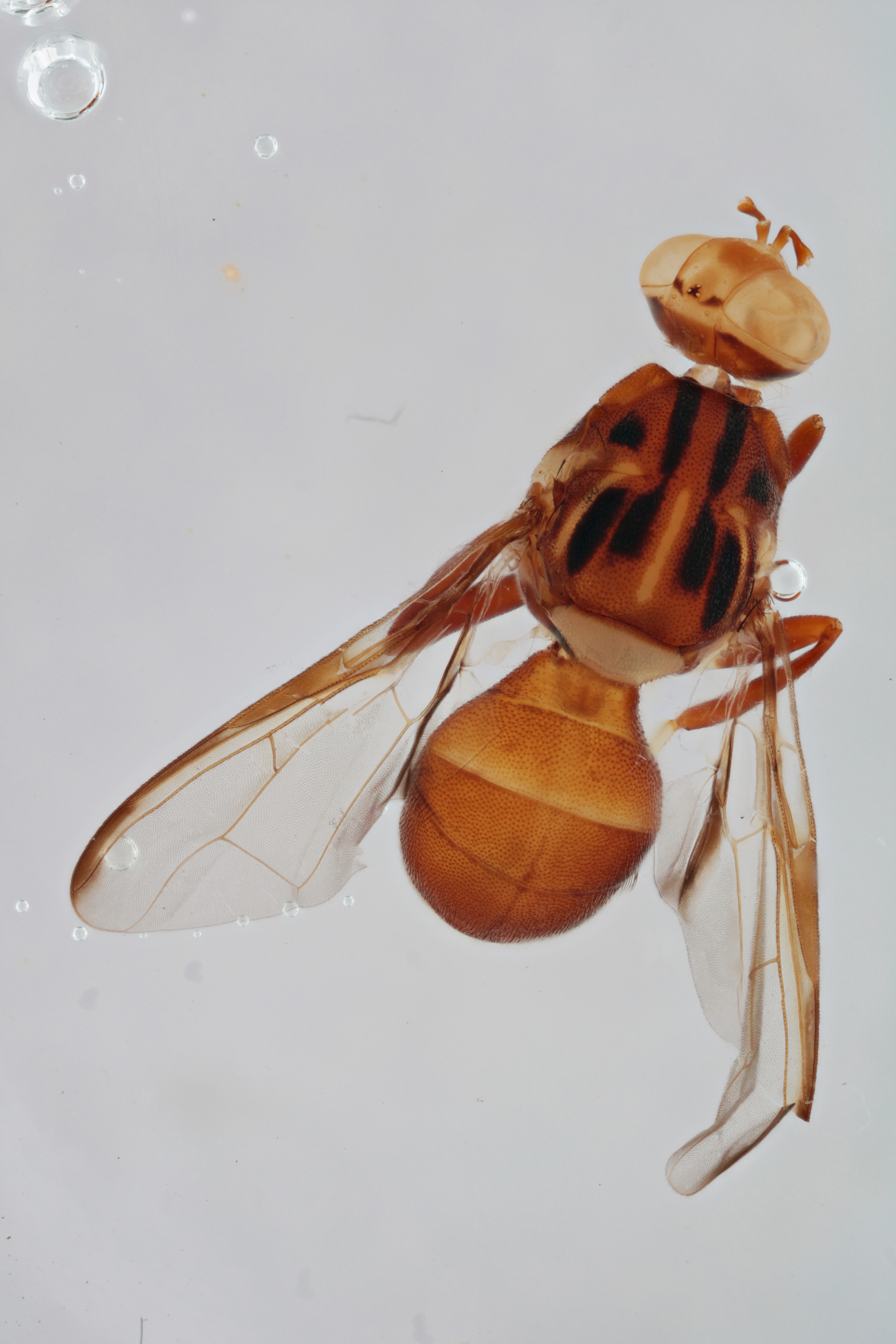 Image of a fruit fly