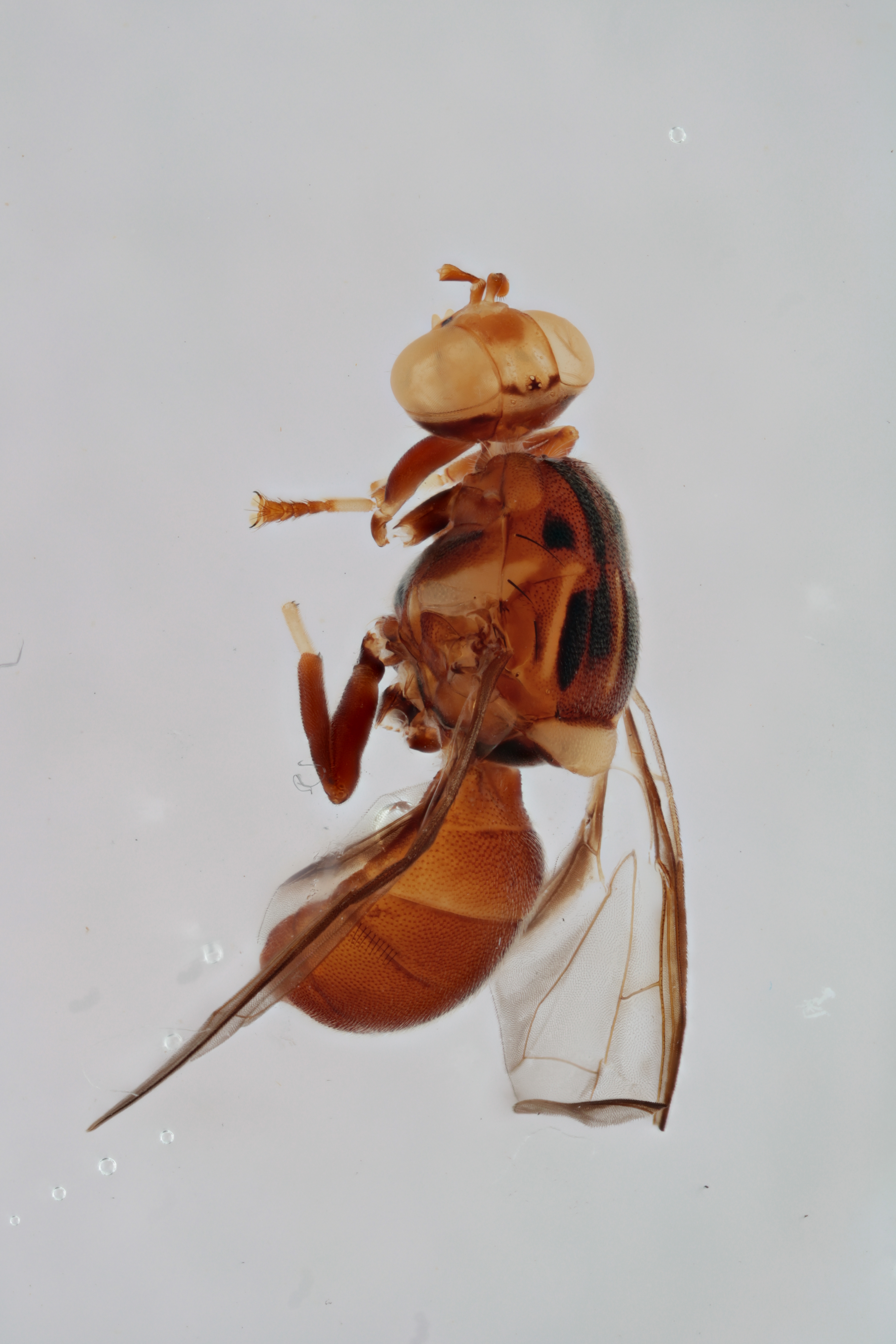 Image of a fruit fly