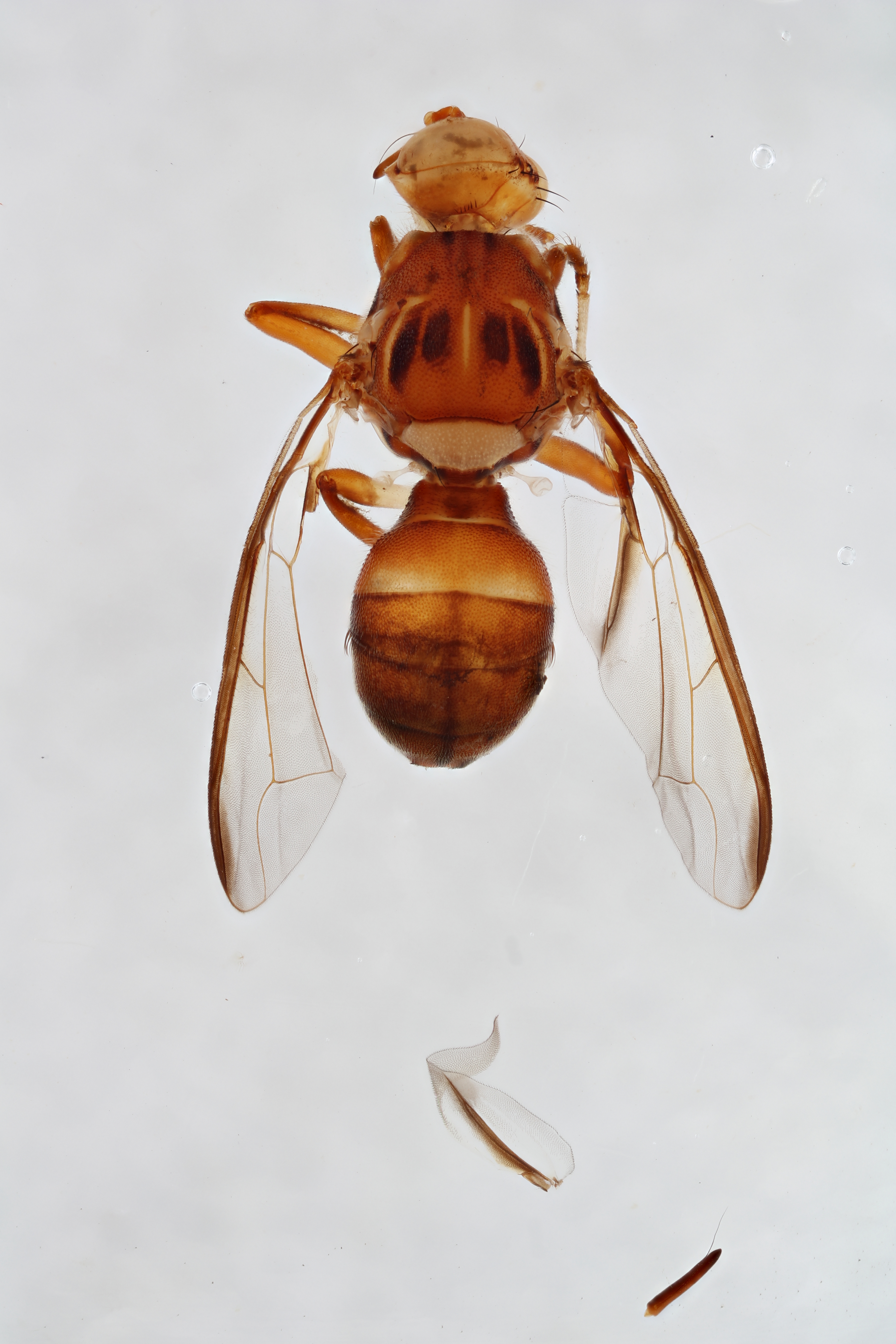 Image of a fruit fly