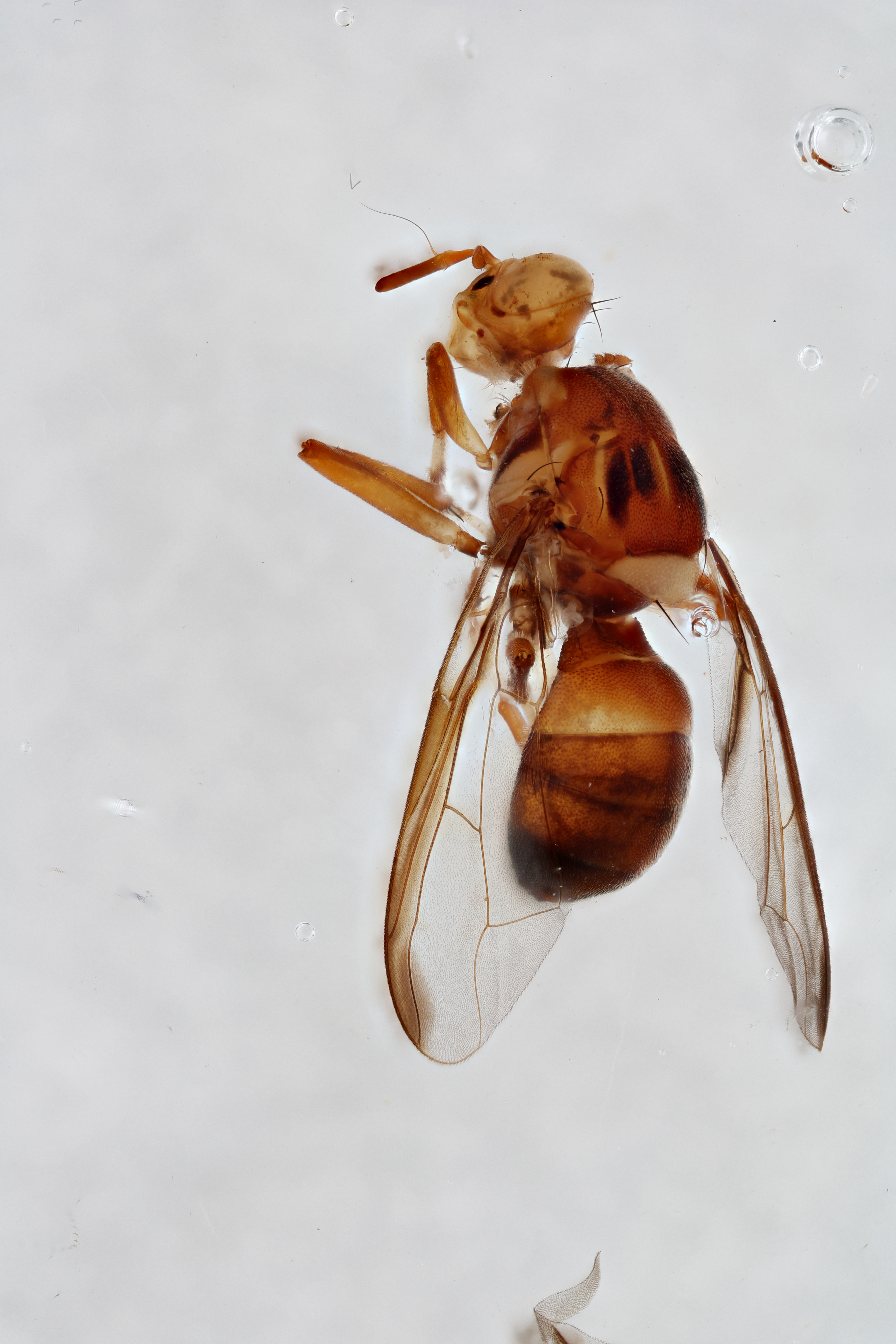 Image of a fruit fly