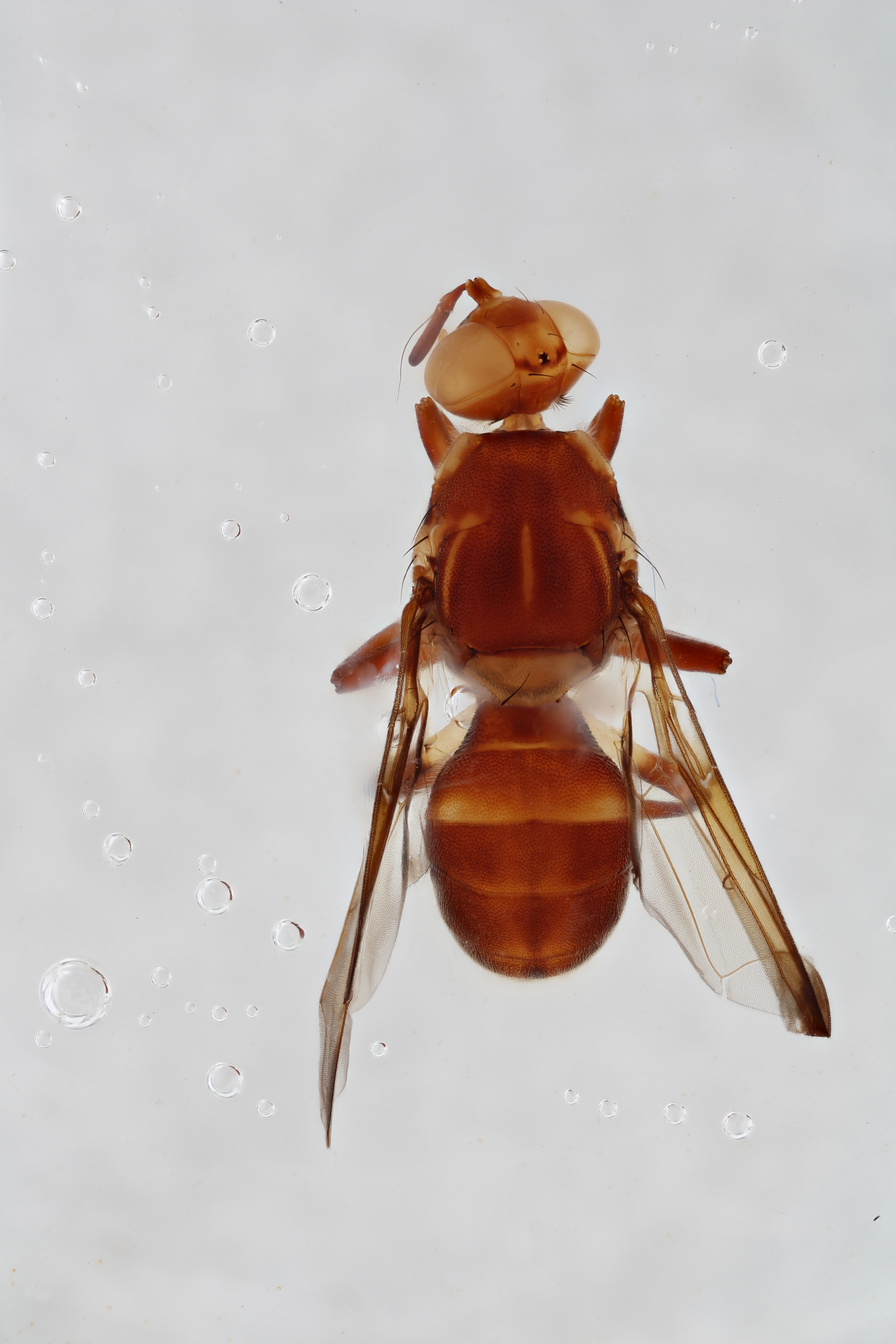 Image of a fruit fly