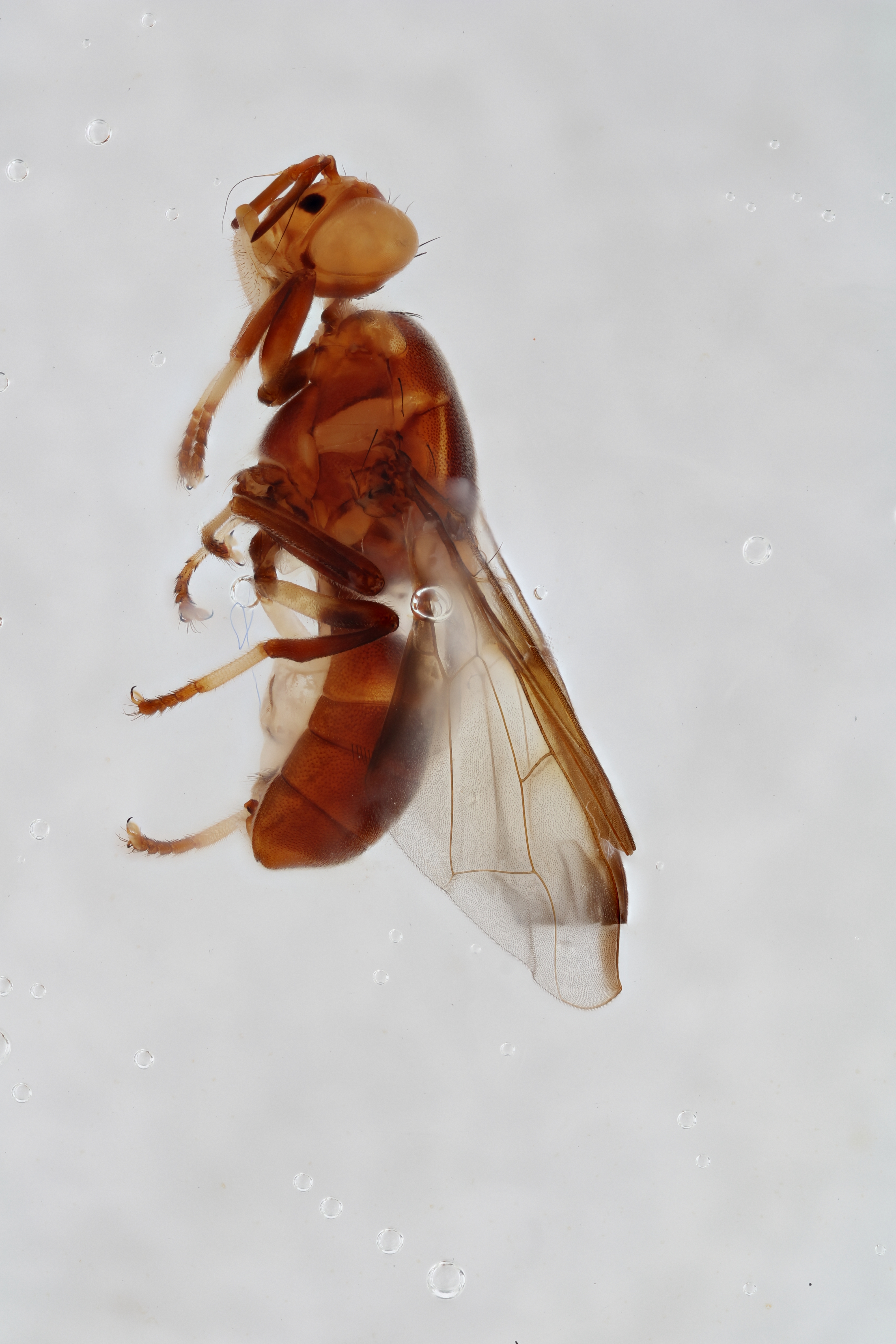 Image of a fruit fly