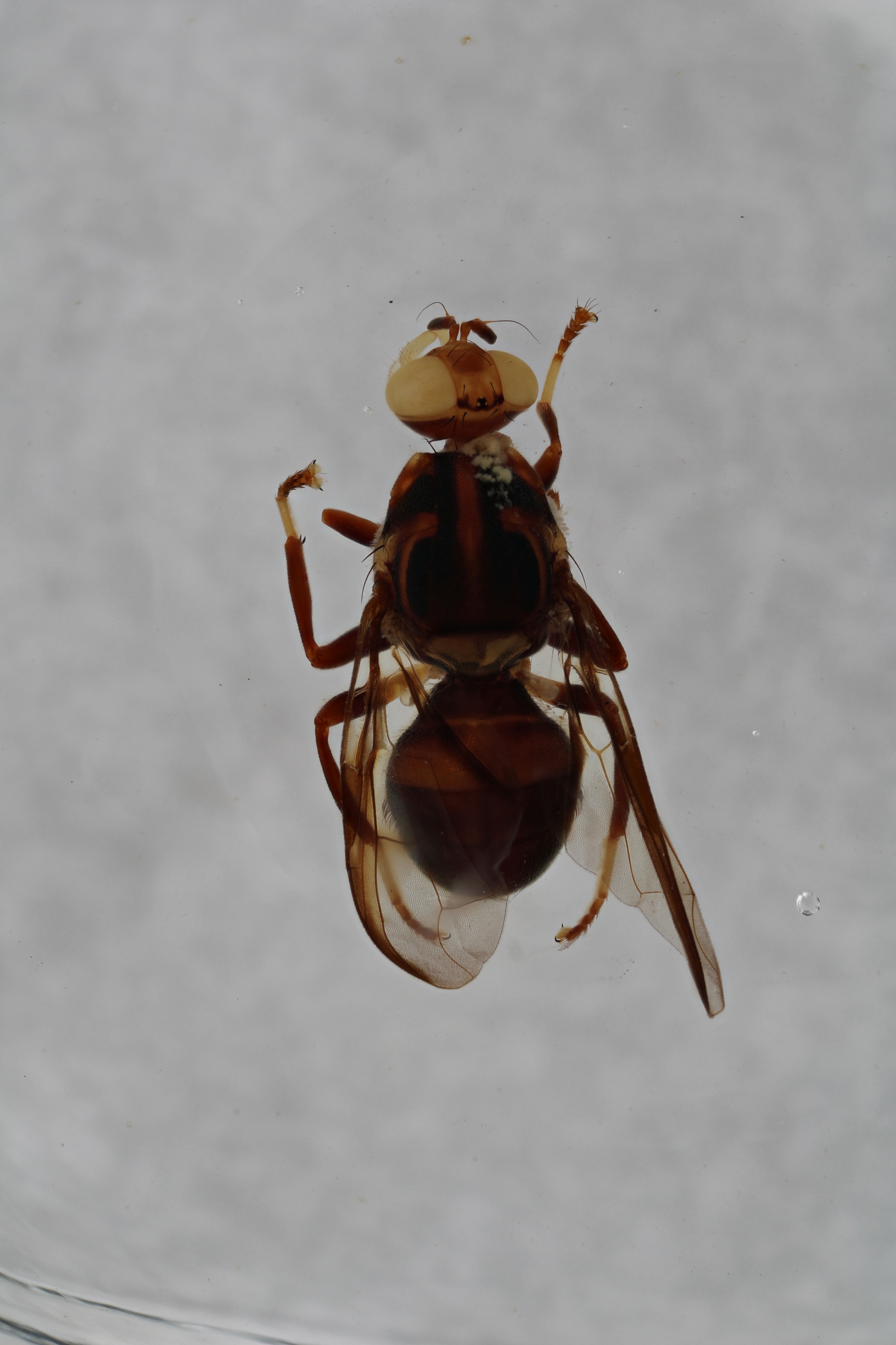 Image of a fruit fly