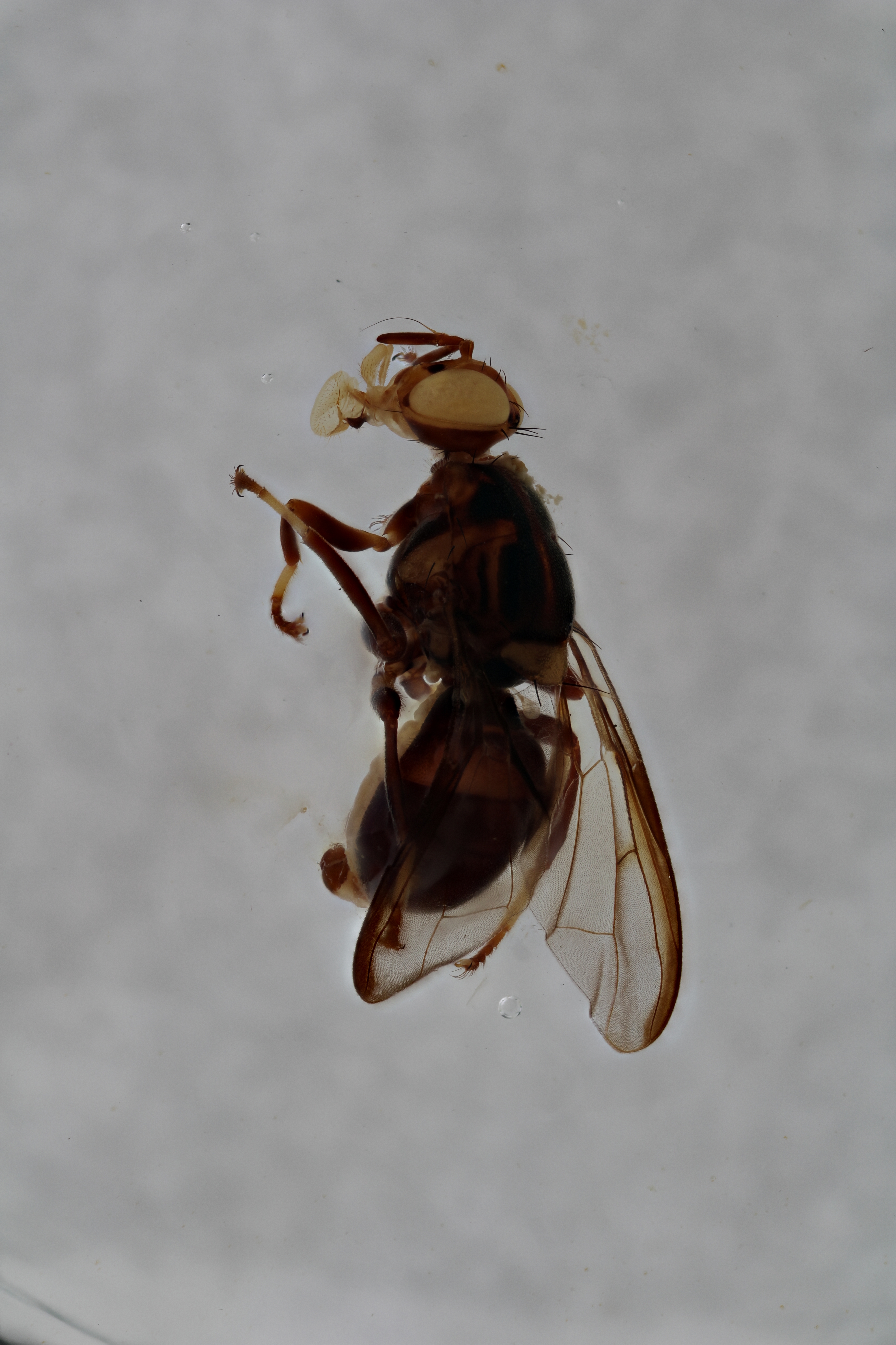 Image of a fruit fly