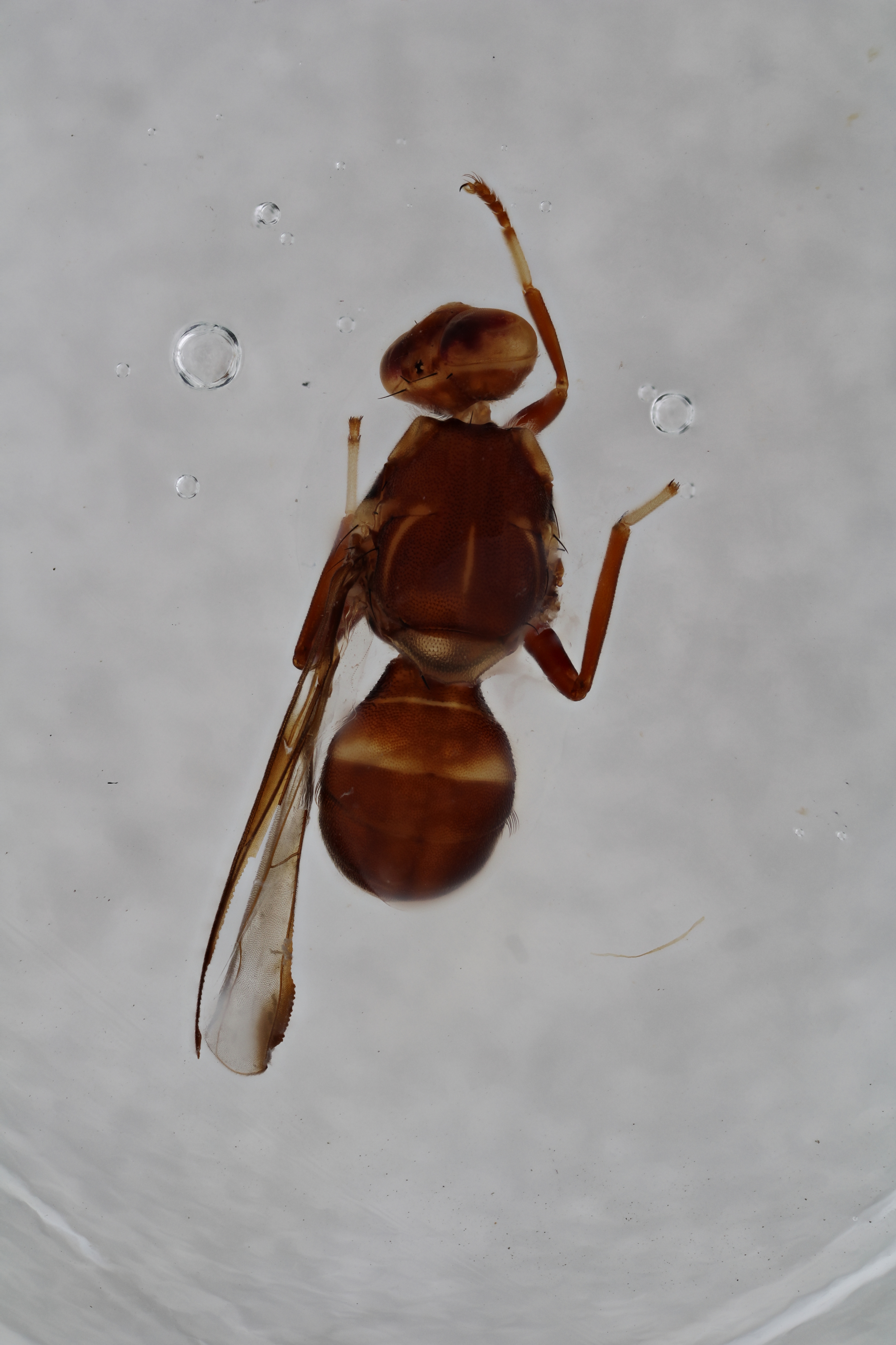 Image of a fruit fly