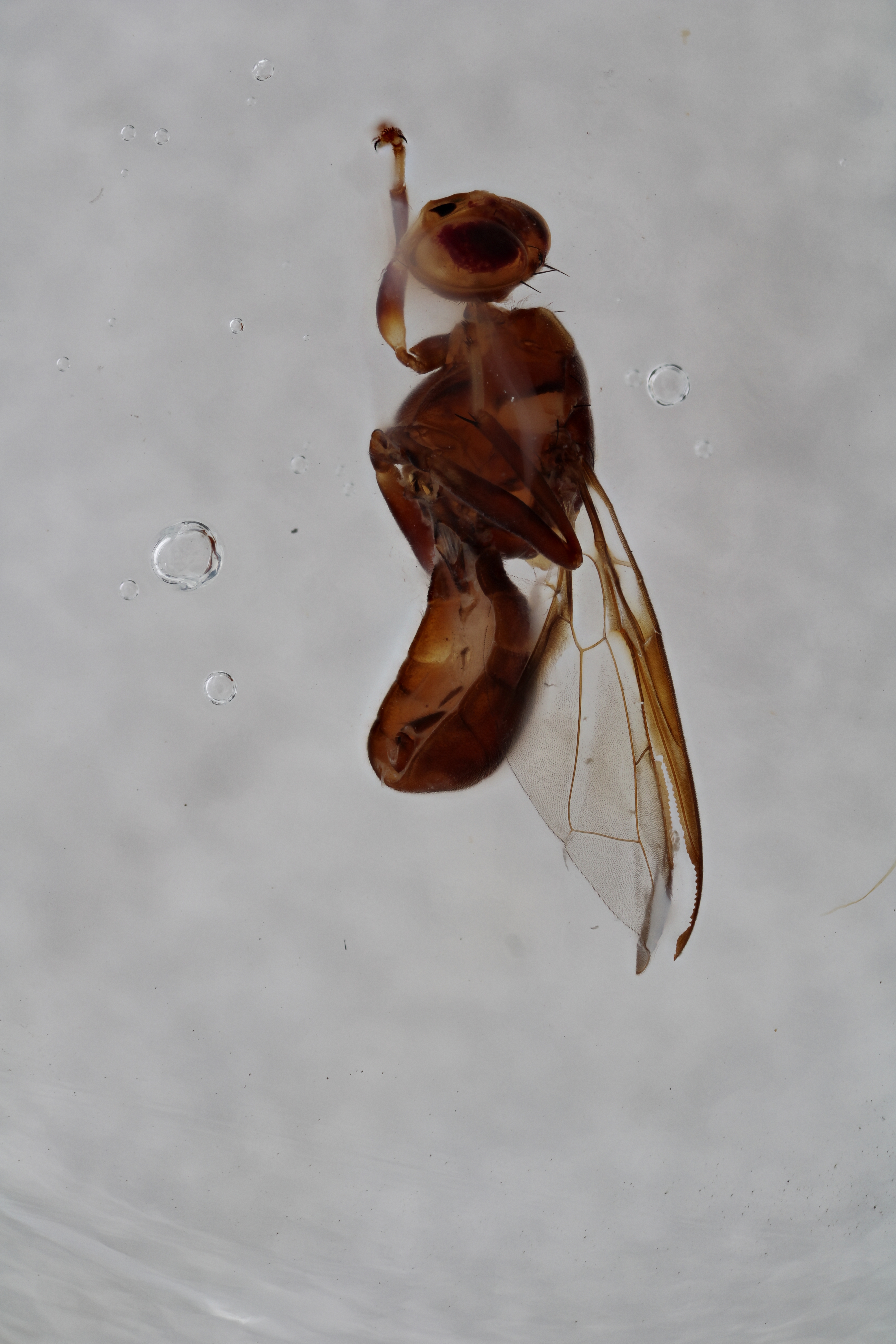 Image of a fruit fly