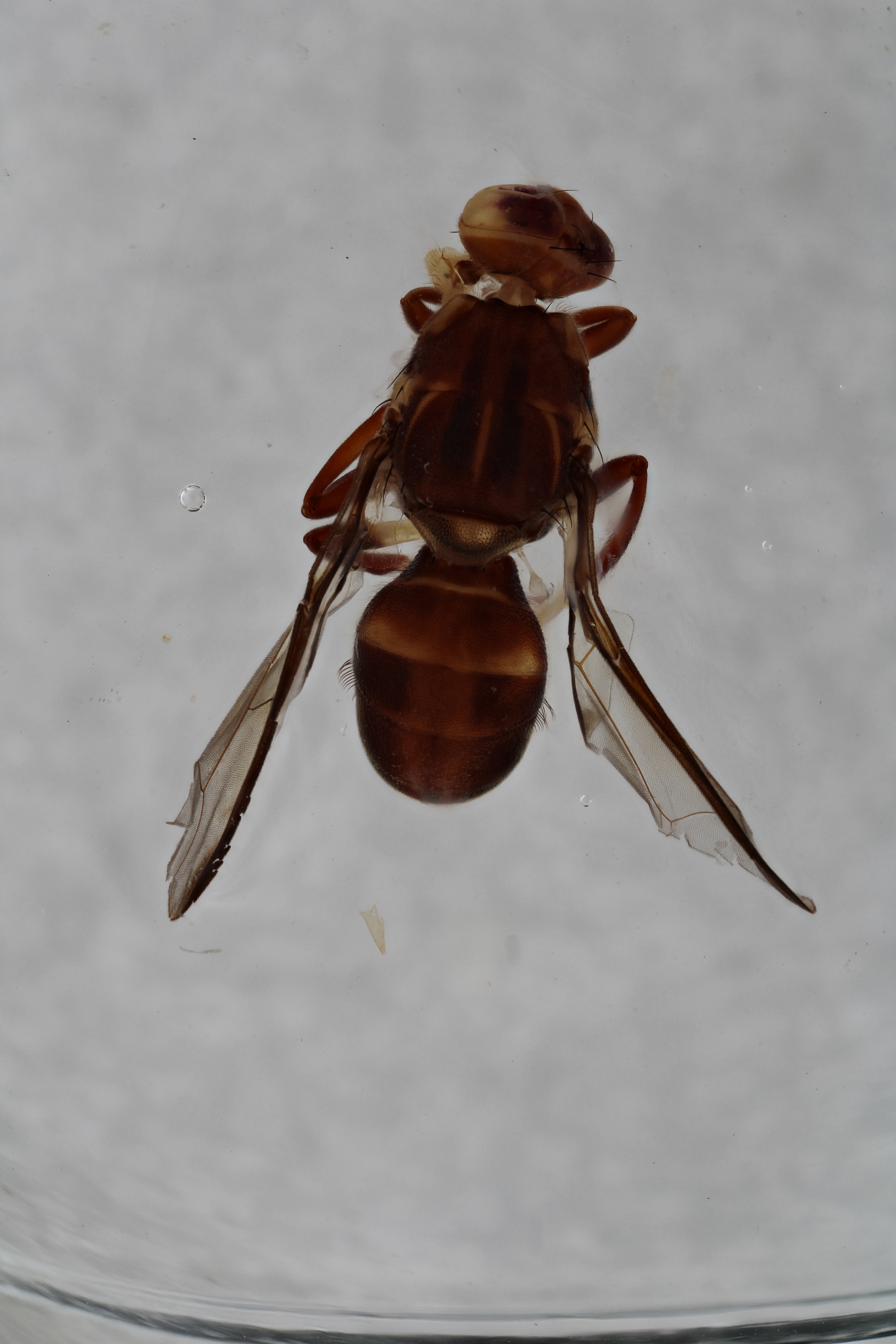 Image of a fruit fly