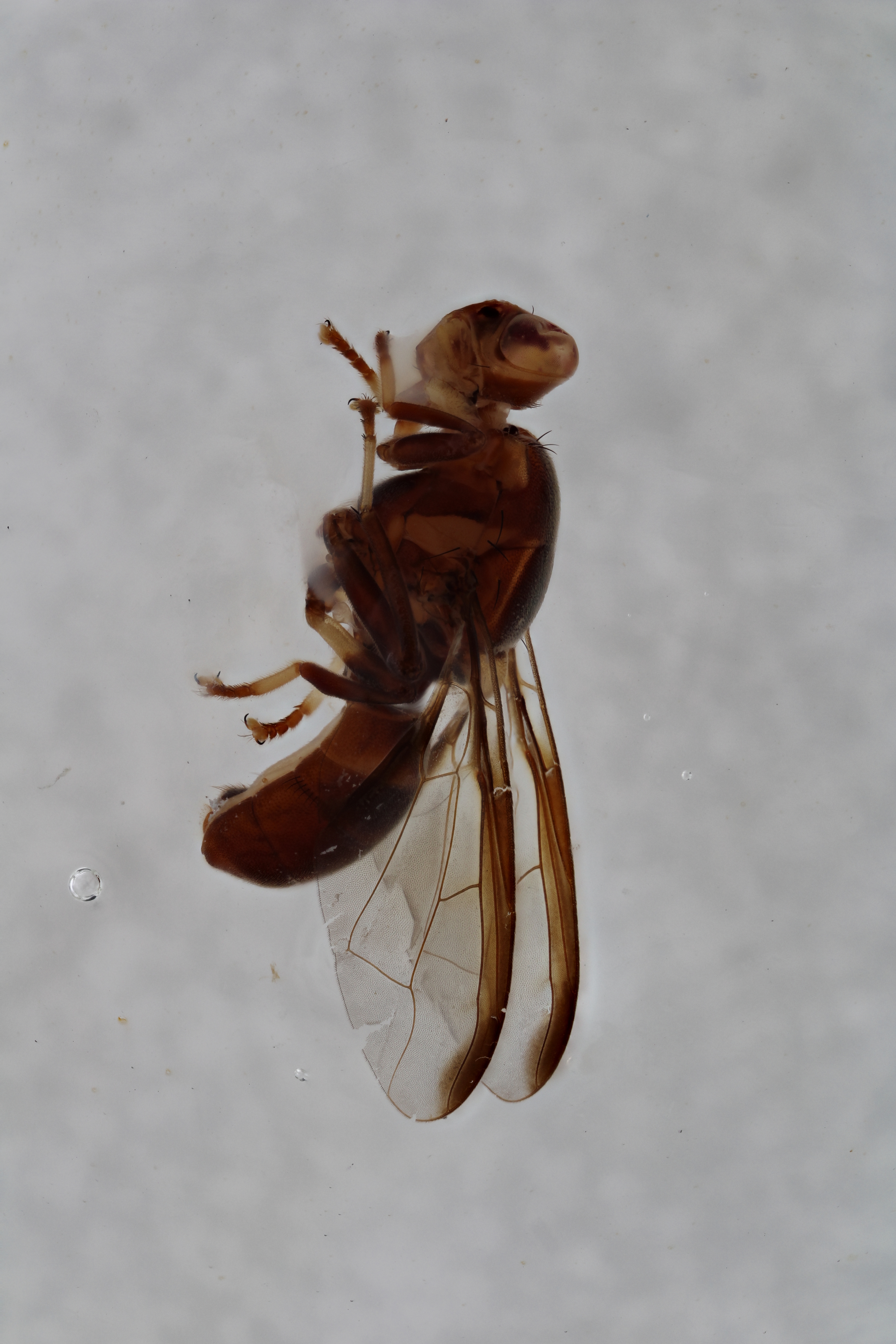 Image of a fruit fly