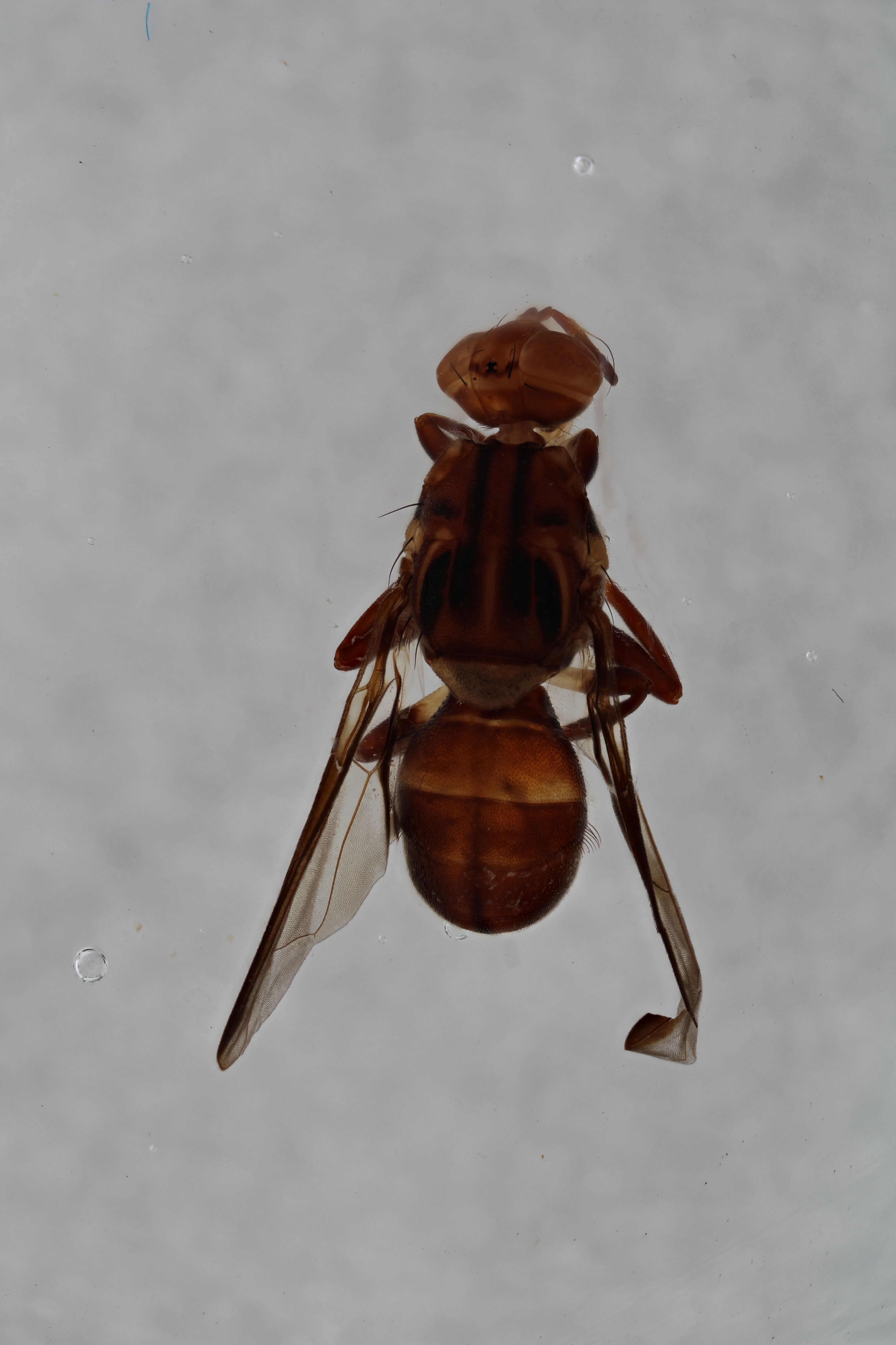 Image of a fruit fly