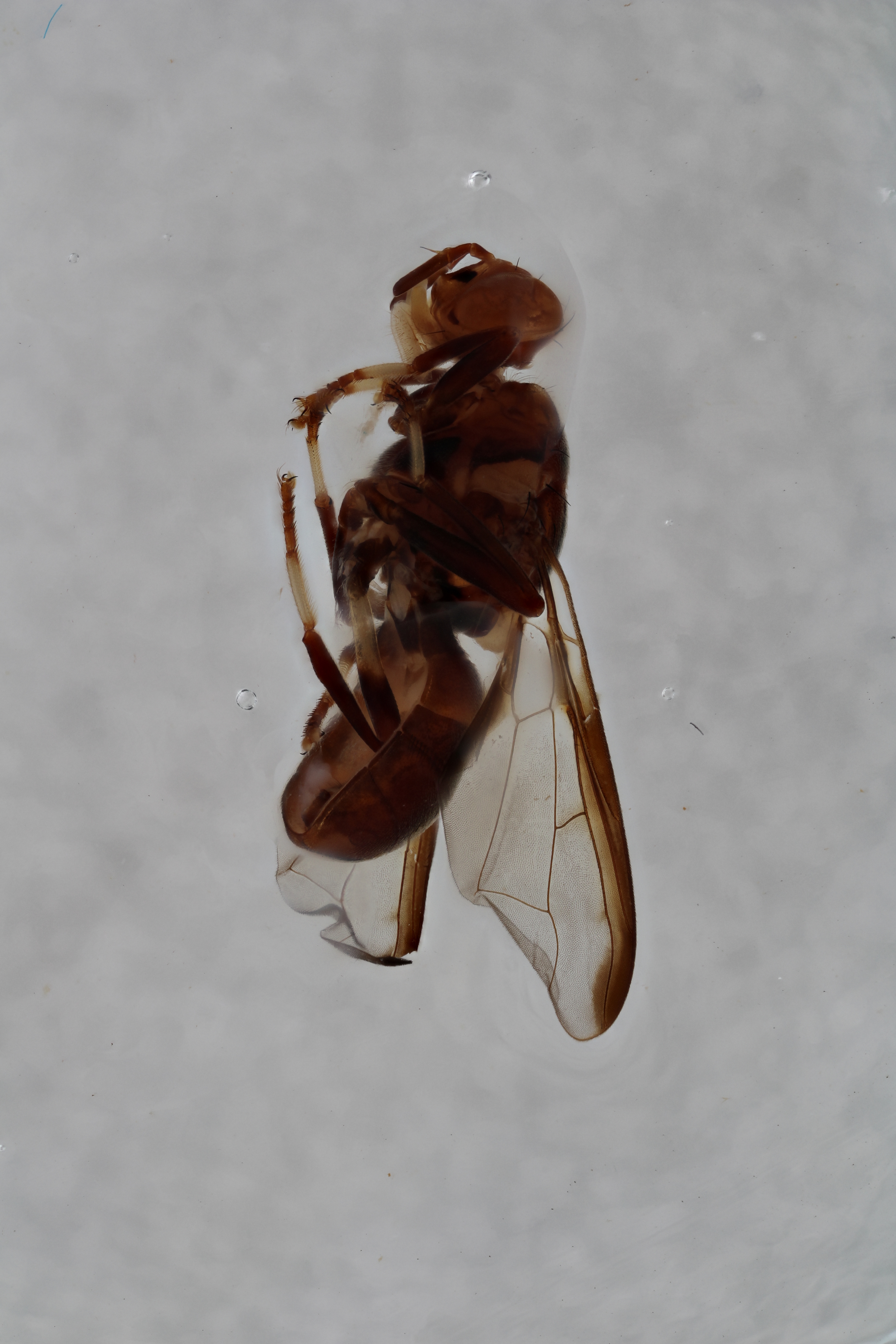 Image of a fruit fly