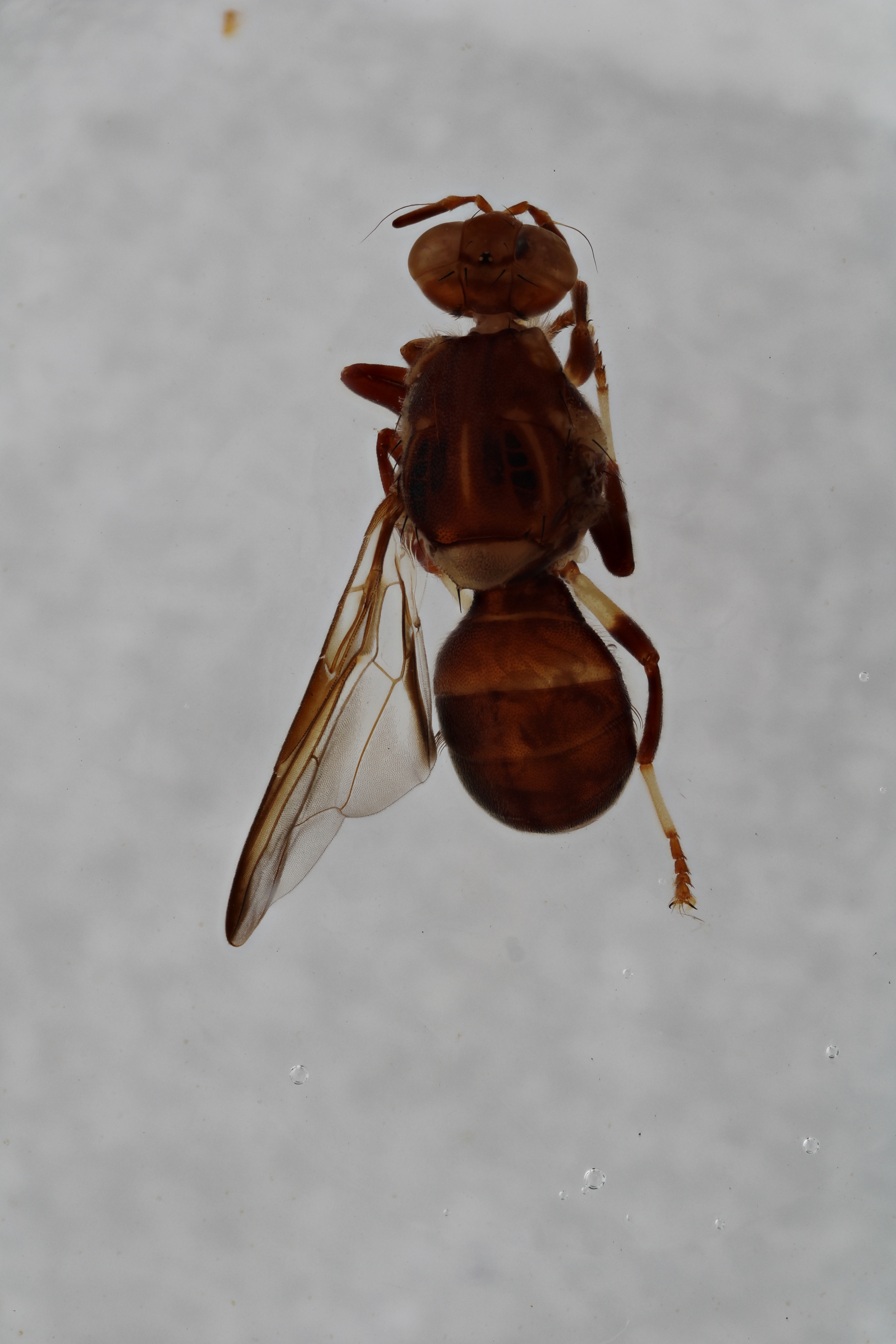 Image of a fruit fly