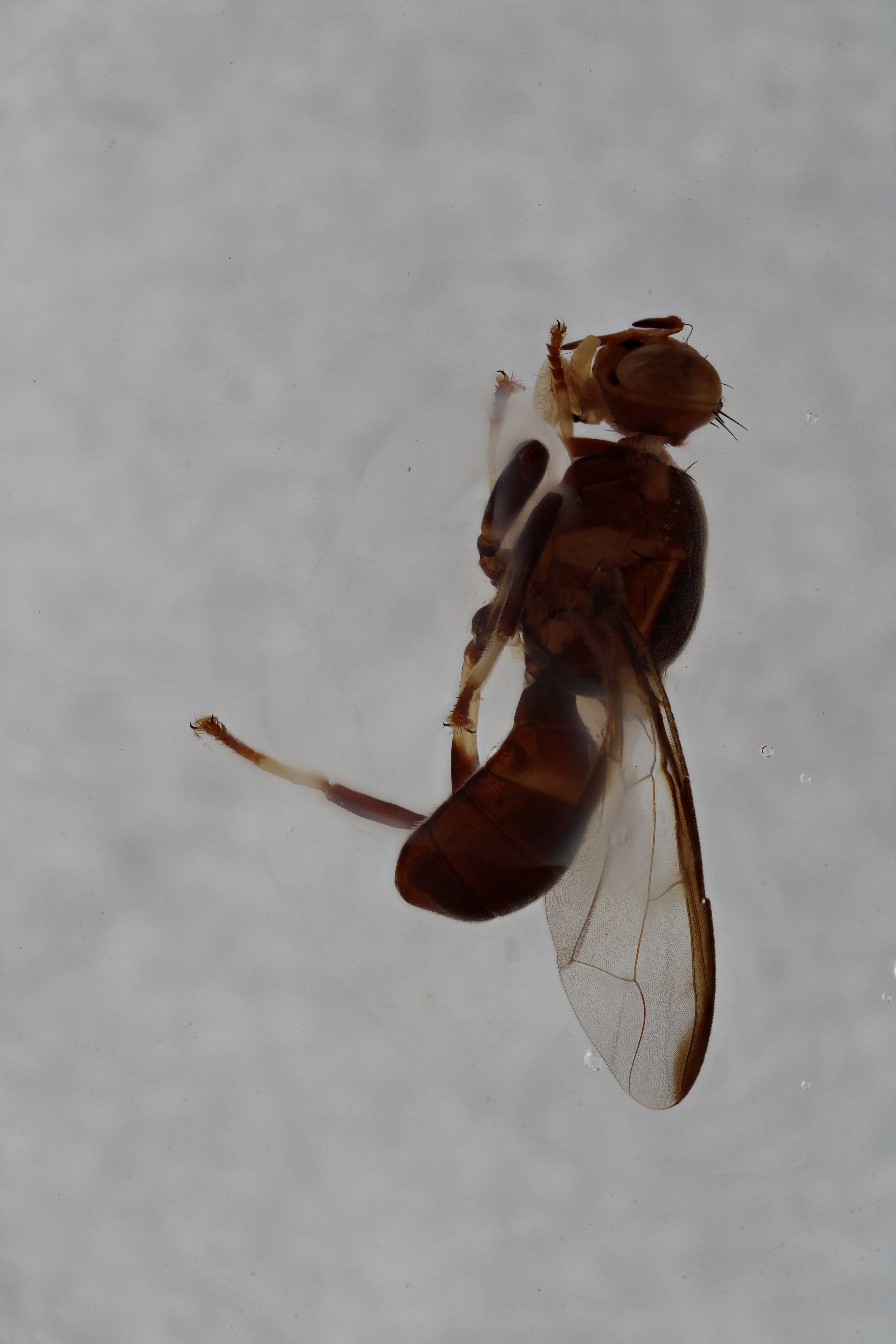 Image of a fruit fly