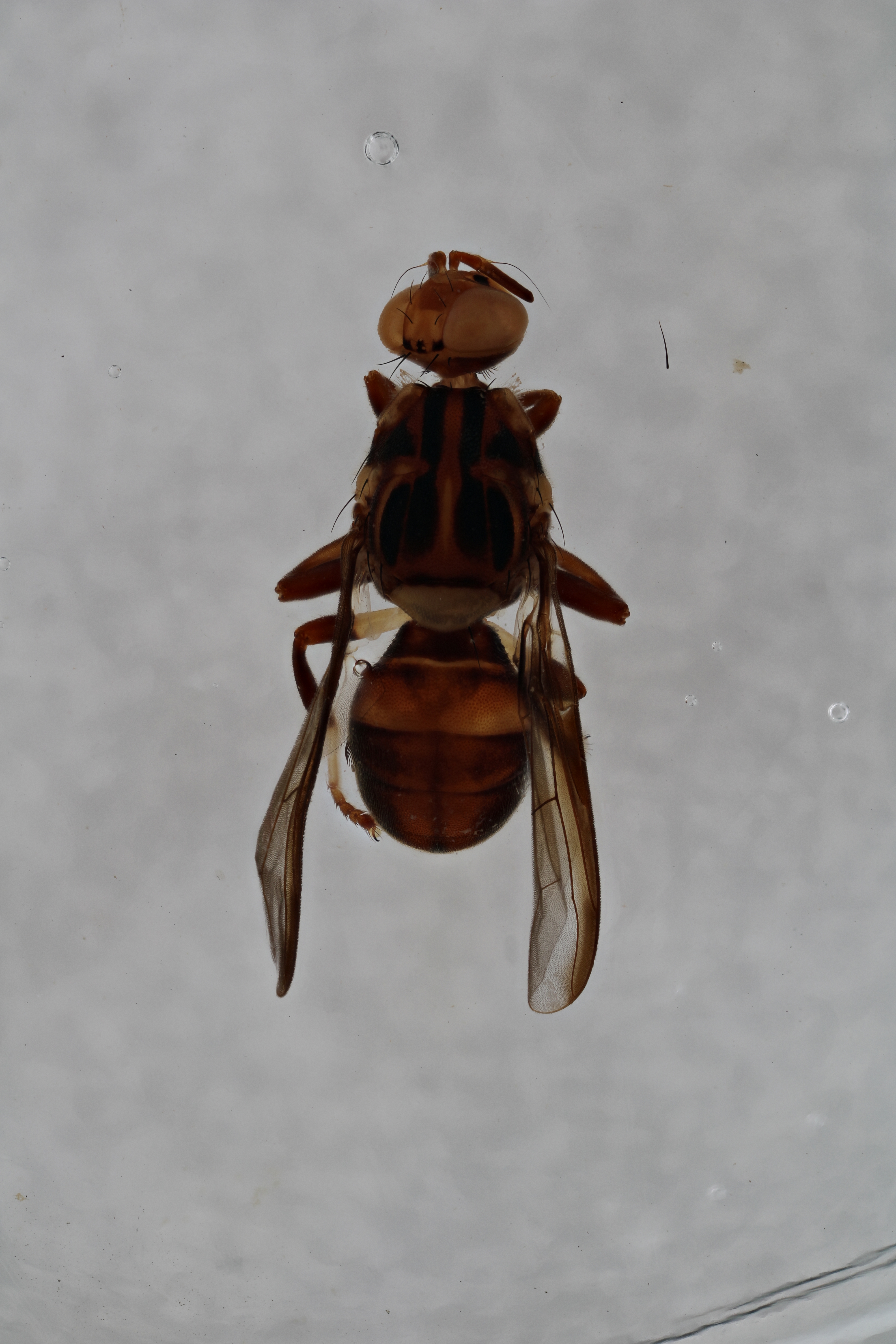 Image of a fruit fly