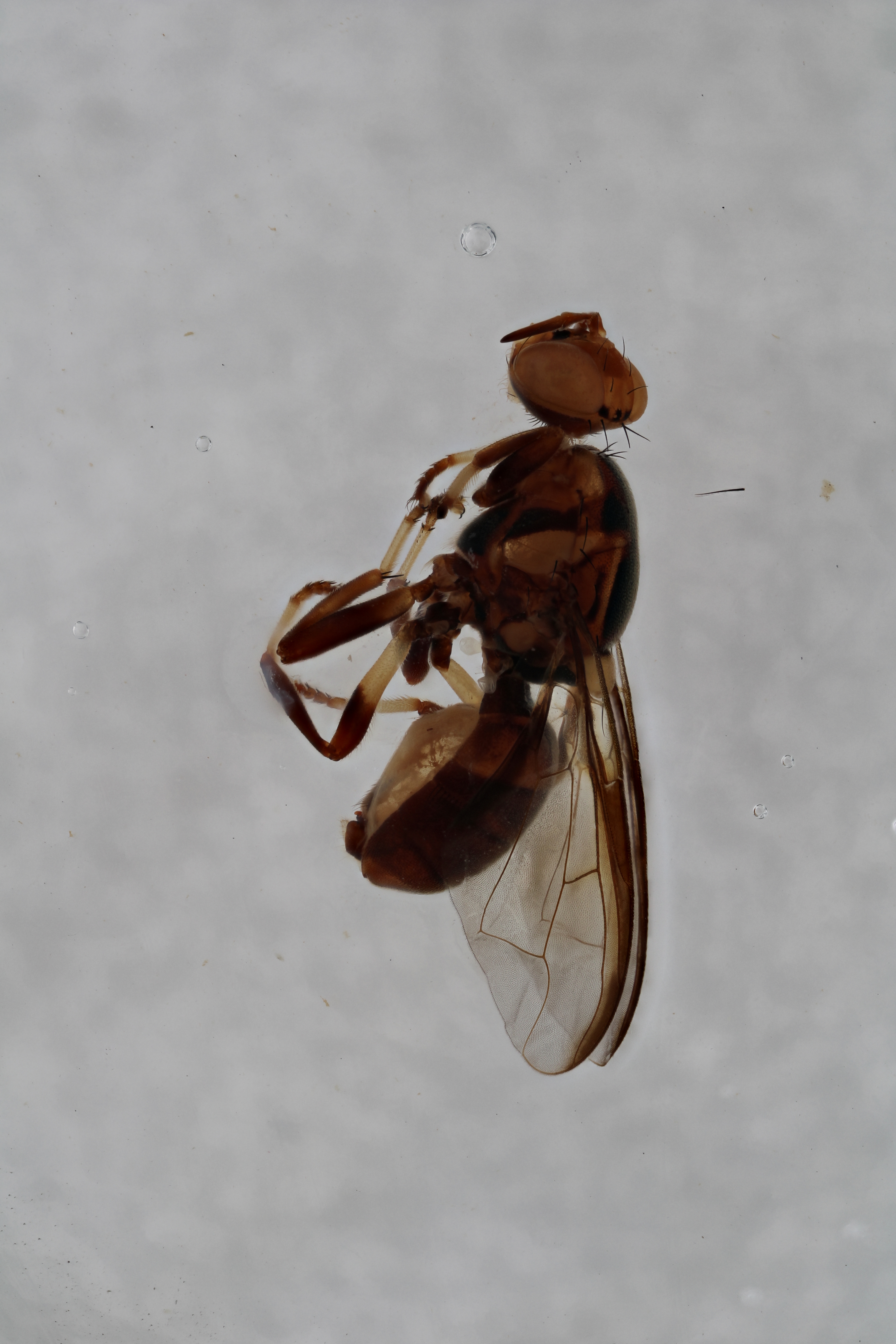 Image of a fruit fly