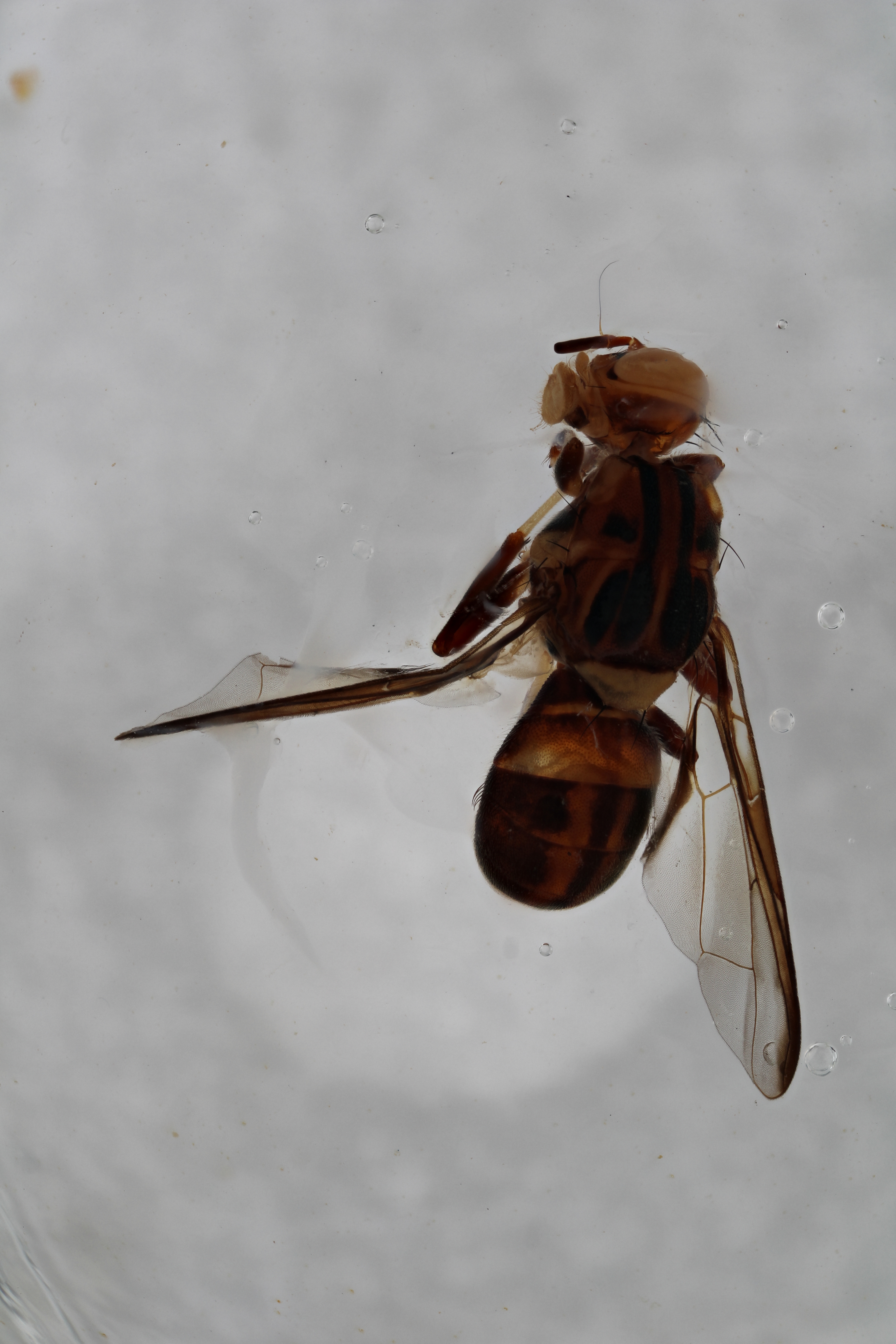 Image of a fruit fly