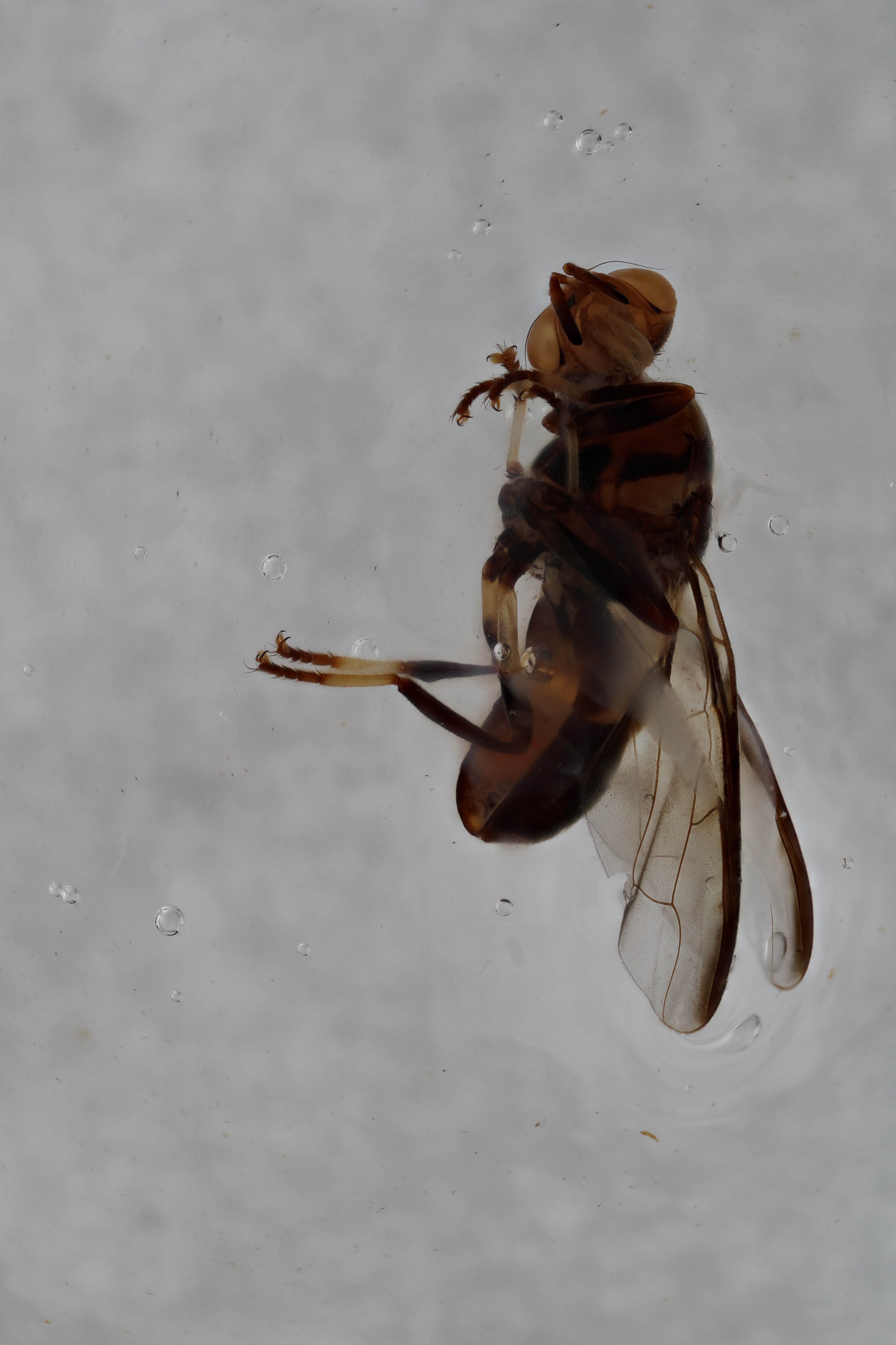 Image of a fruit fly