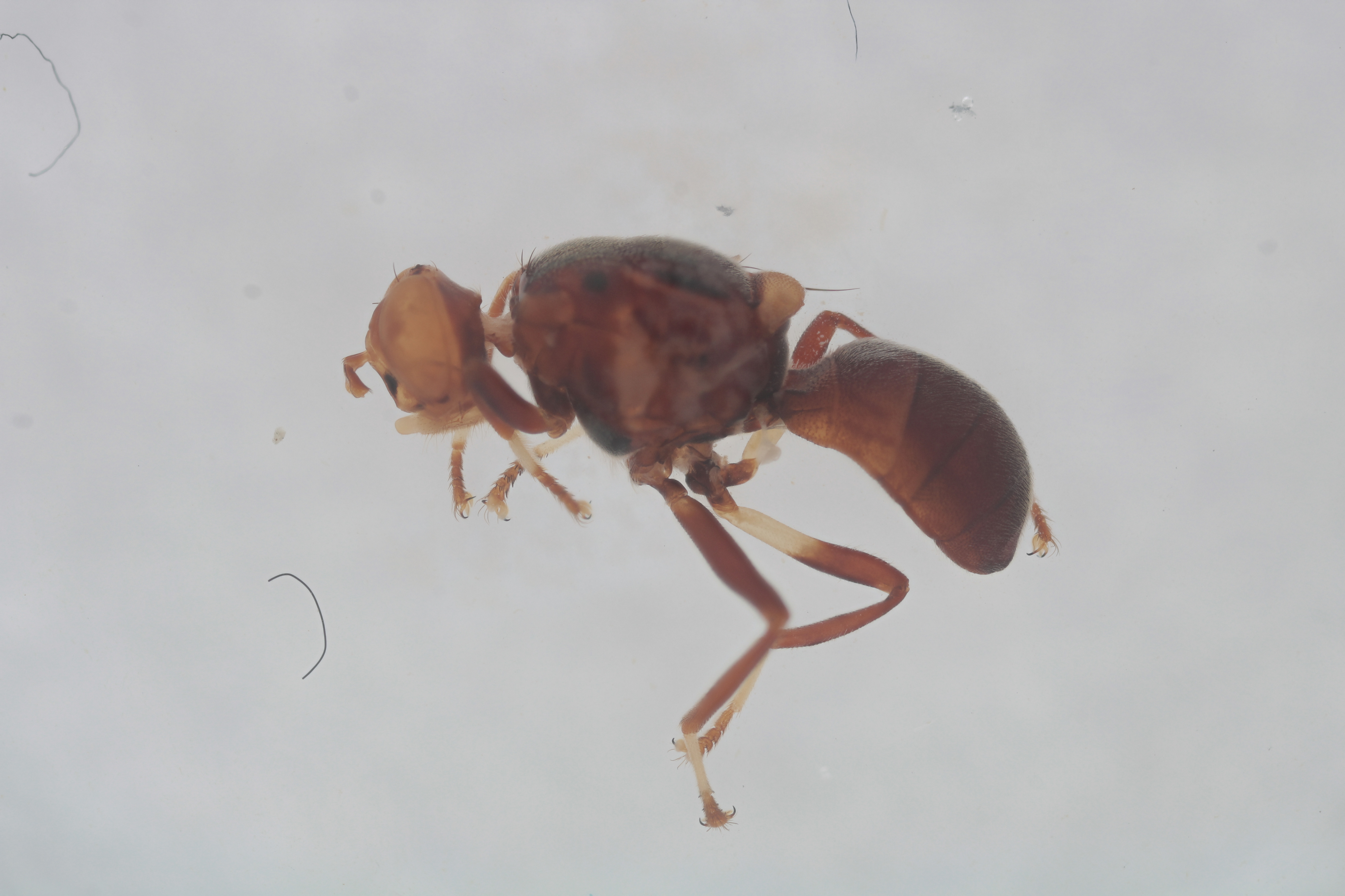 Image of a fruit fly