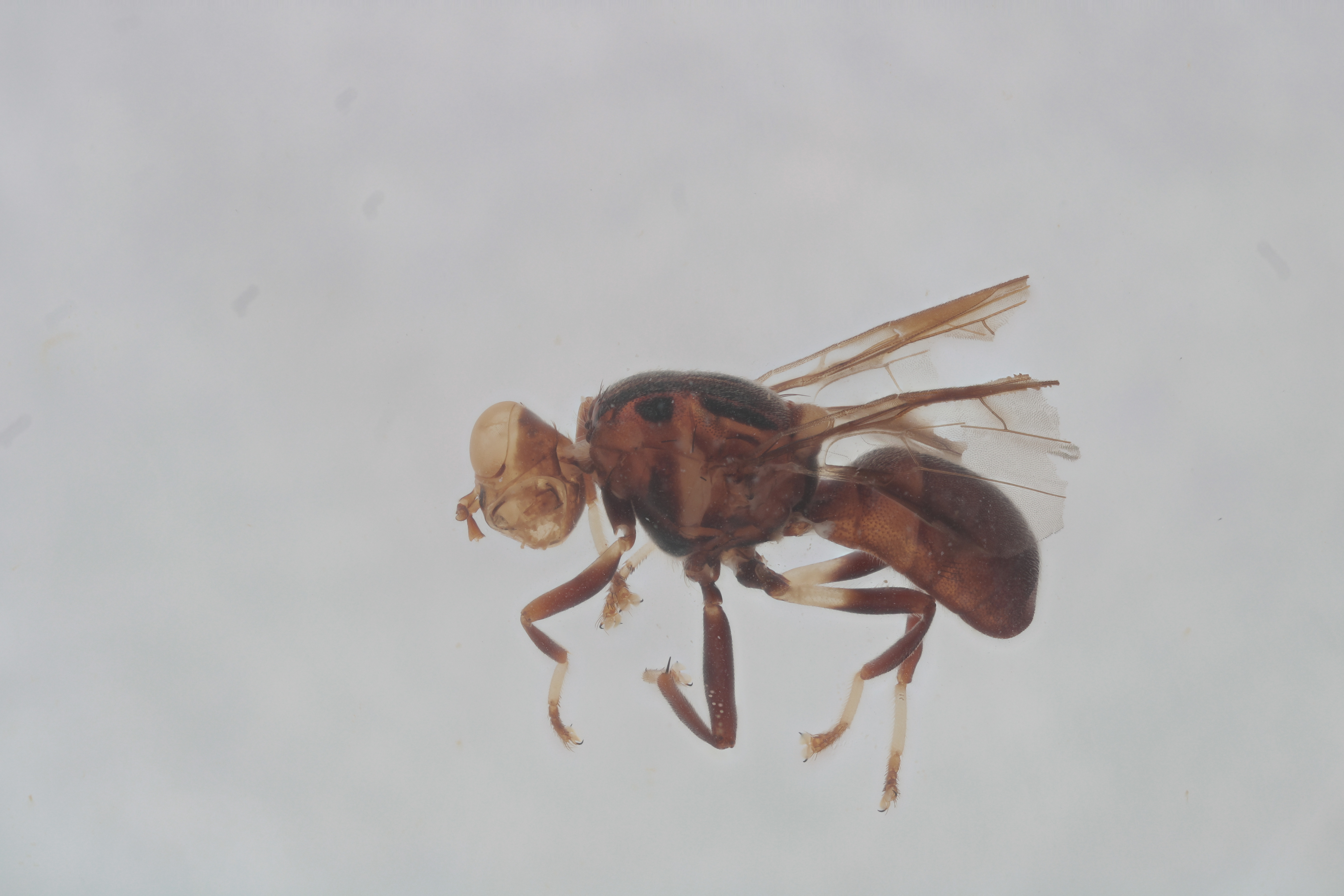 Image of a fruit fly