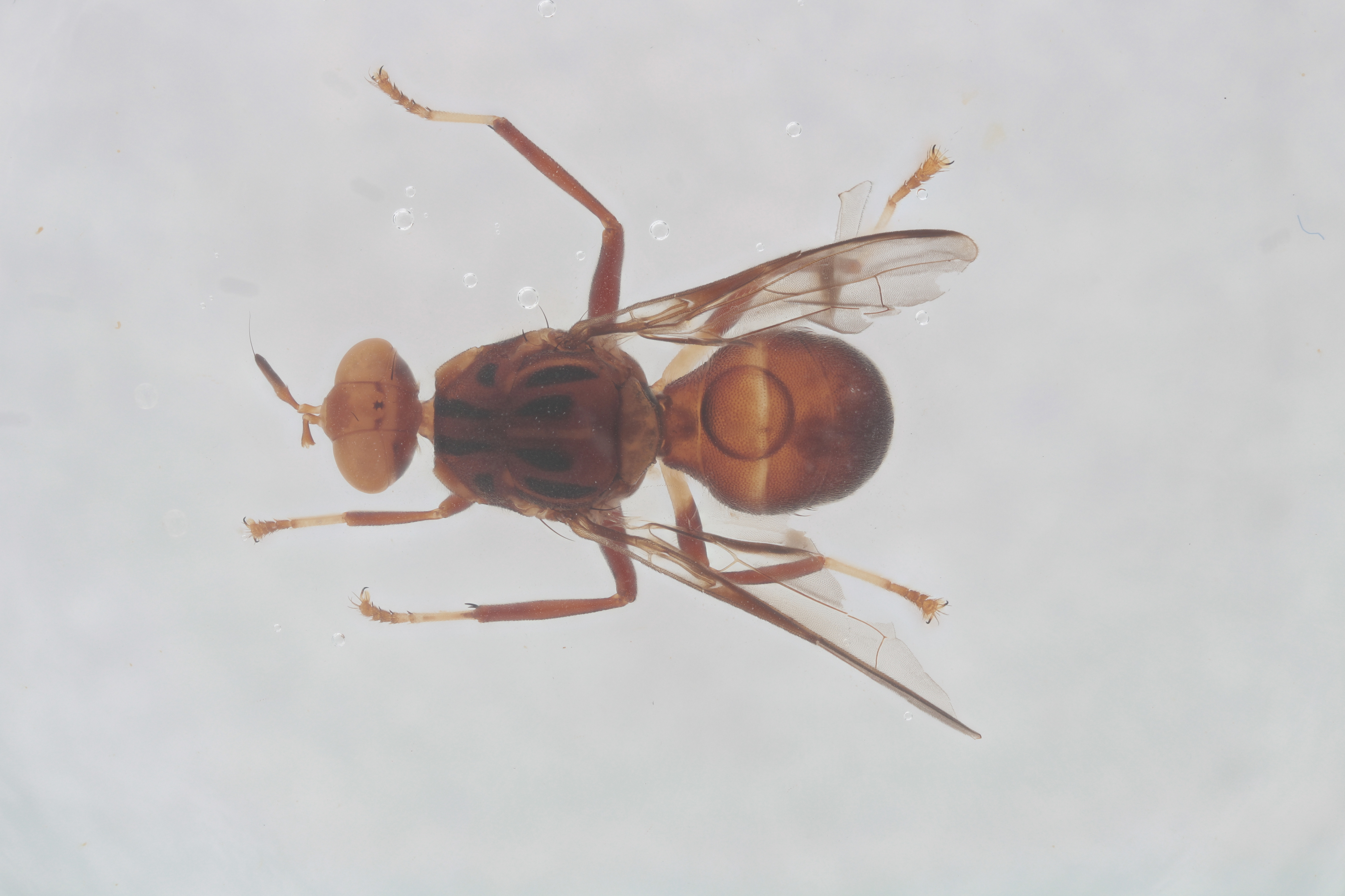 Image of a fruit fly