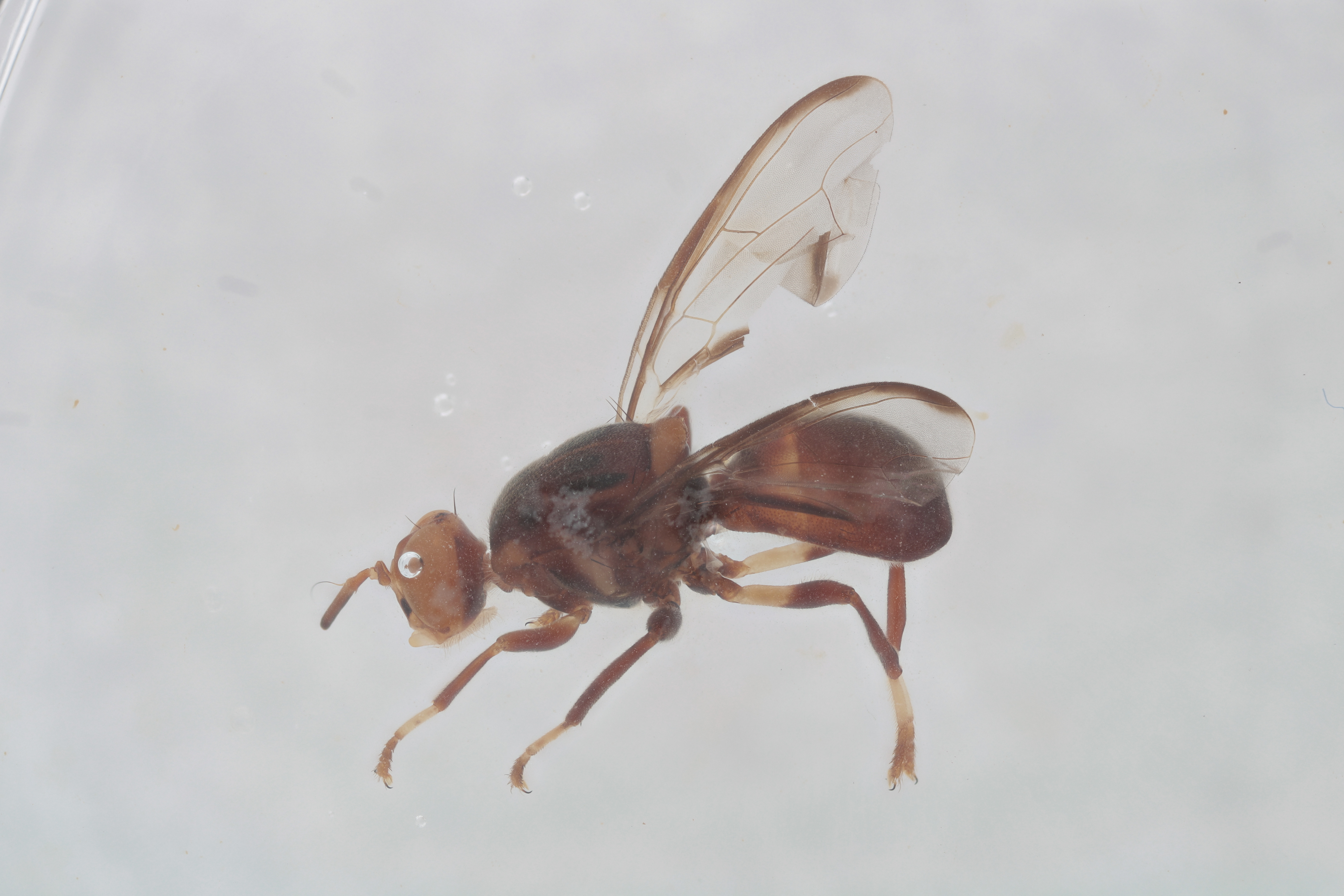 Image of a fruit fly