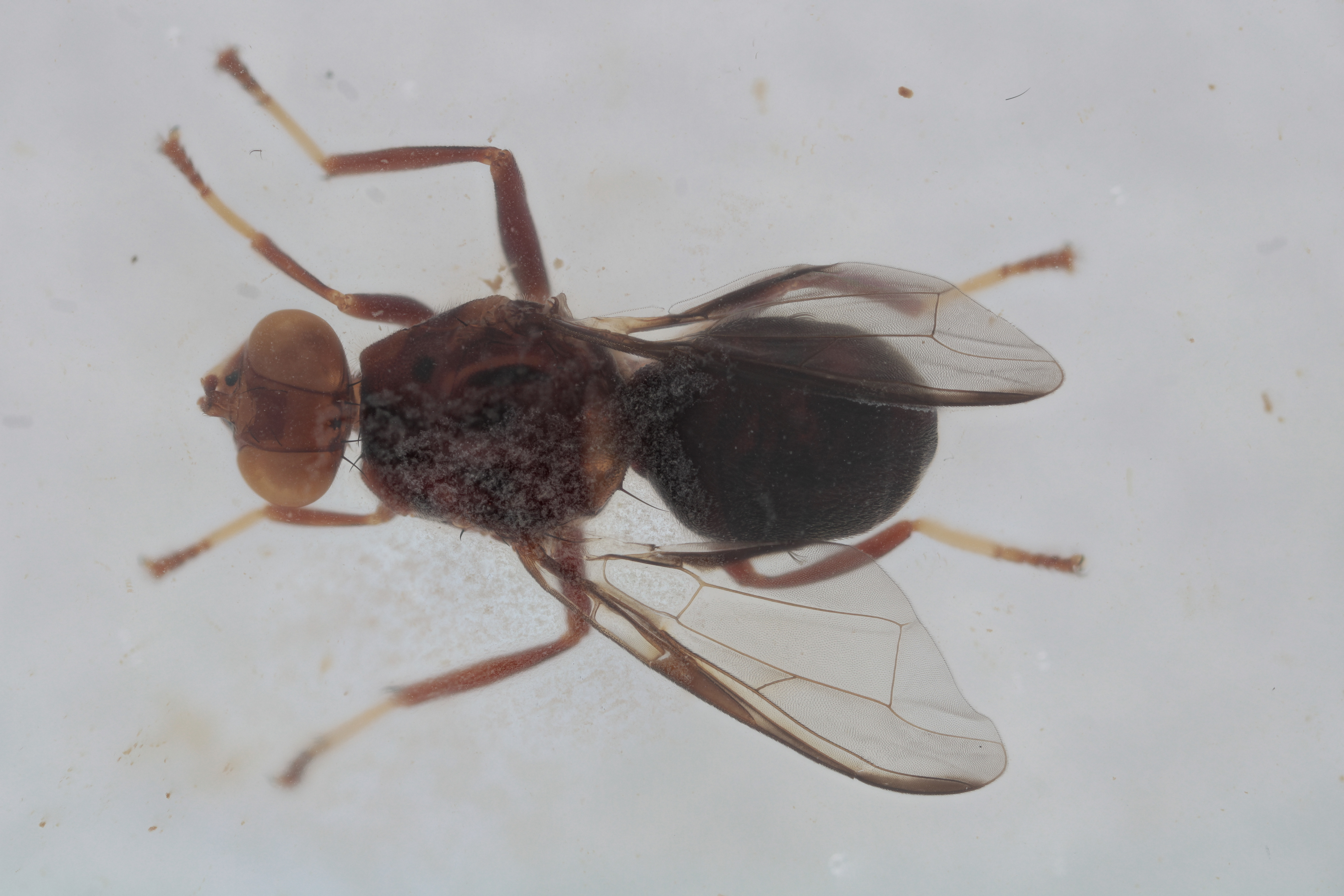 Image of a fruit fly