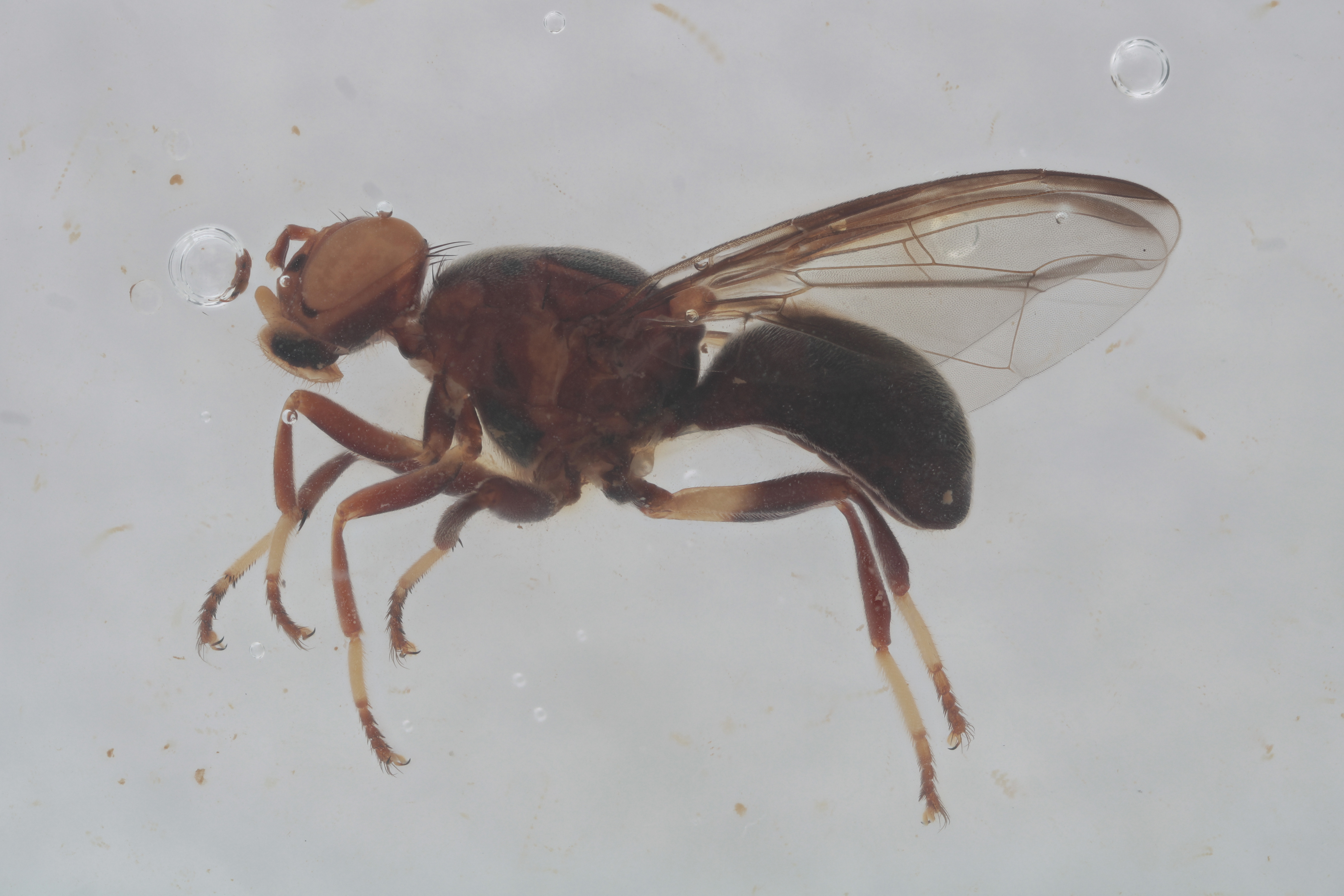 Image of a fruit fly