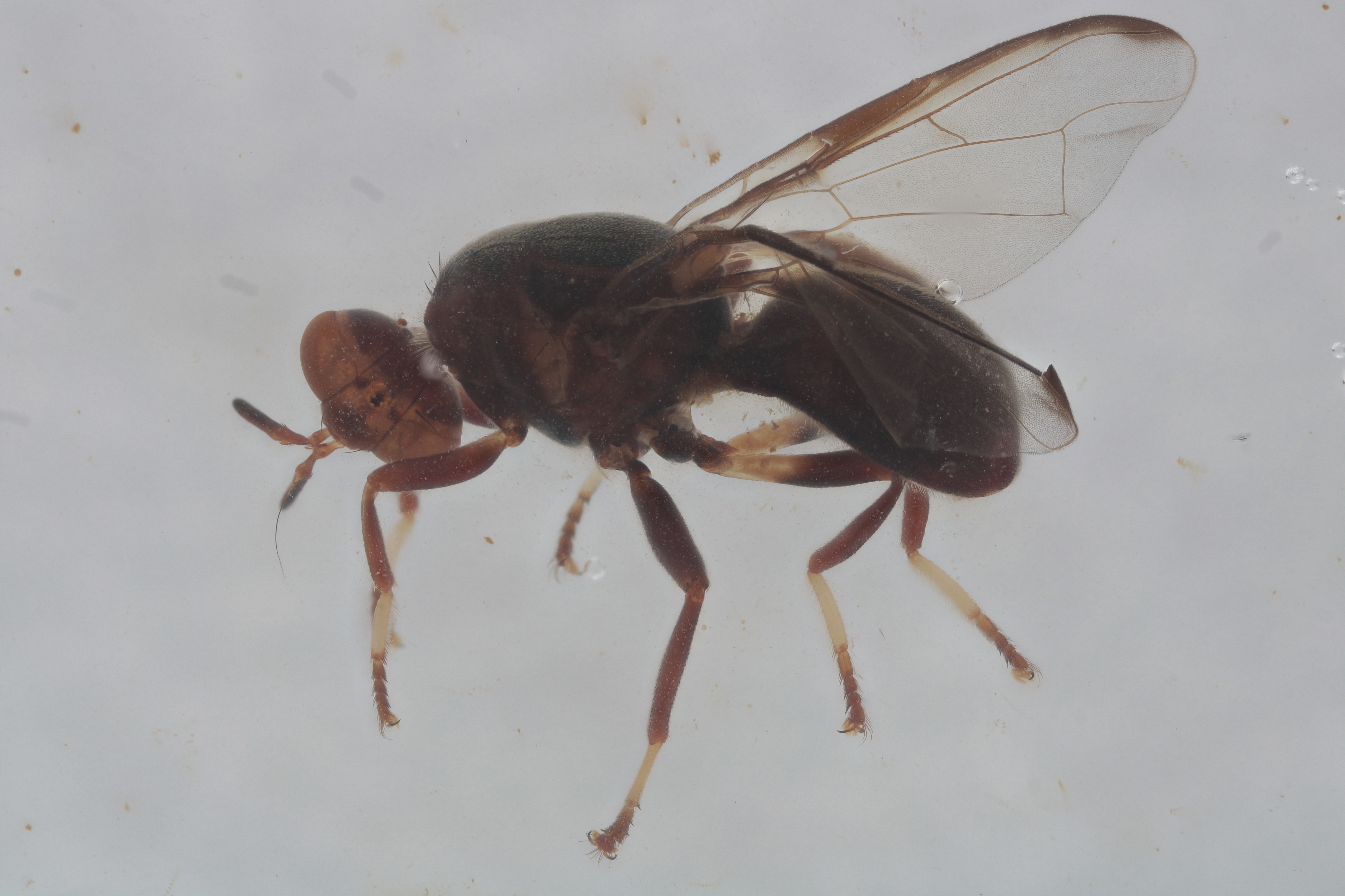 Image of a fruit fly