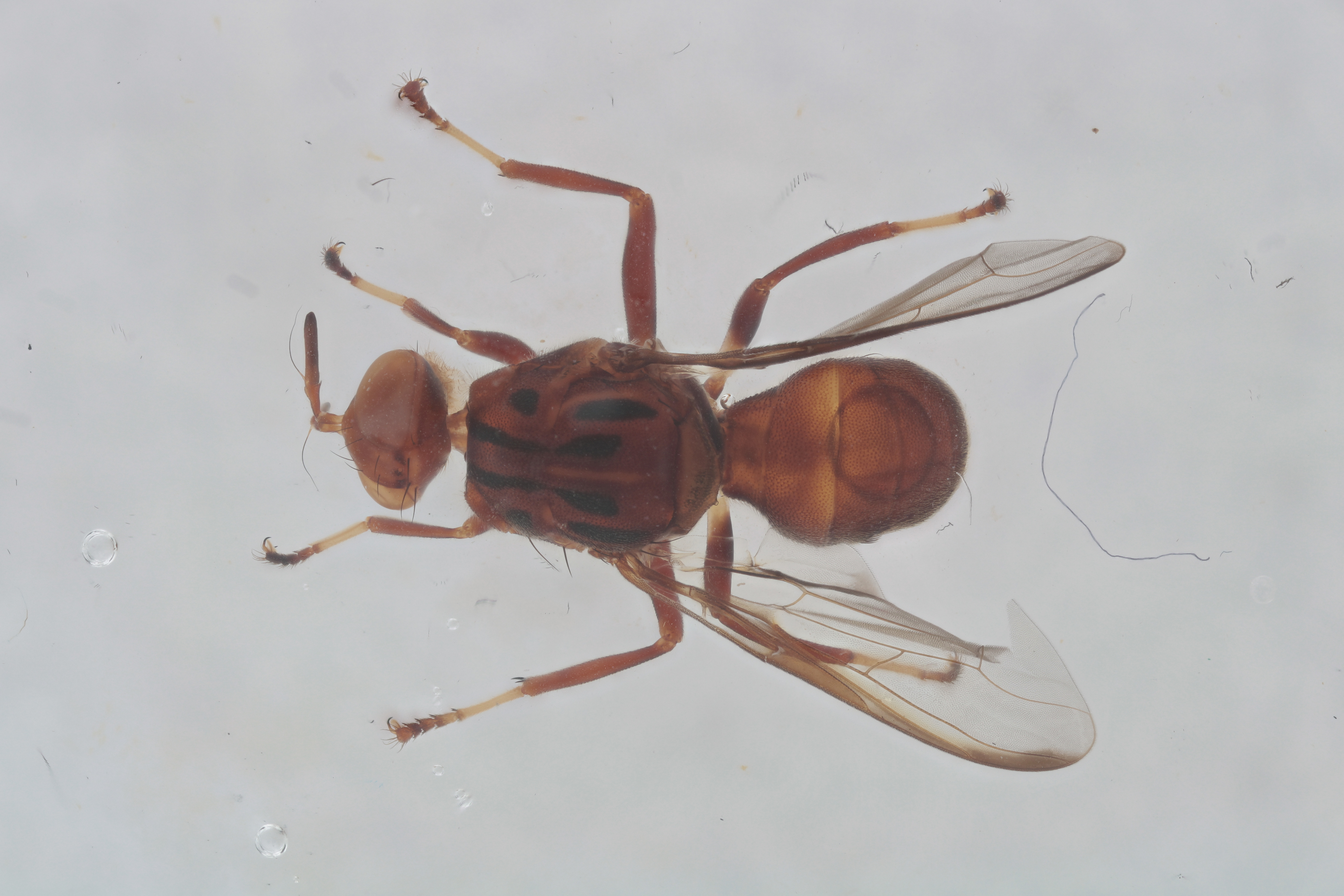 Image of a fruit fly