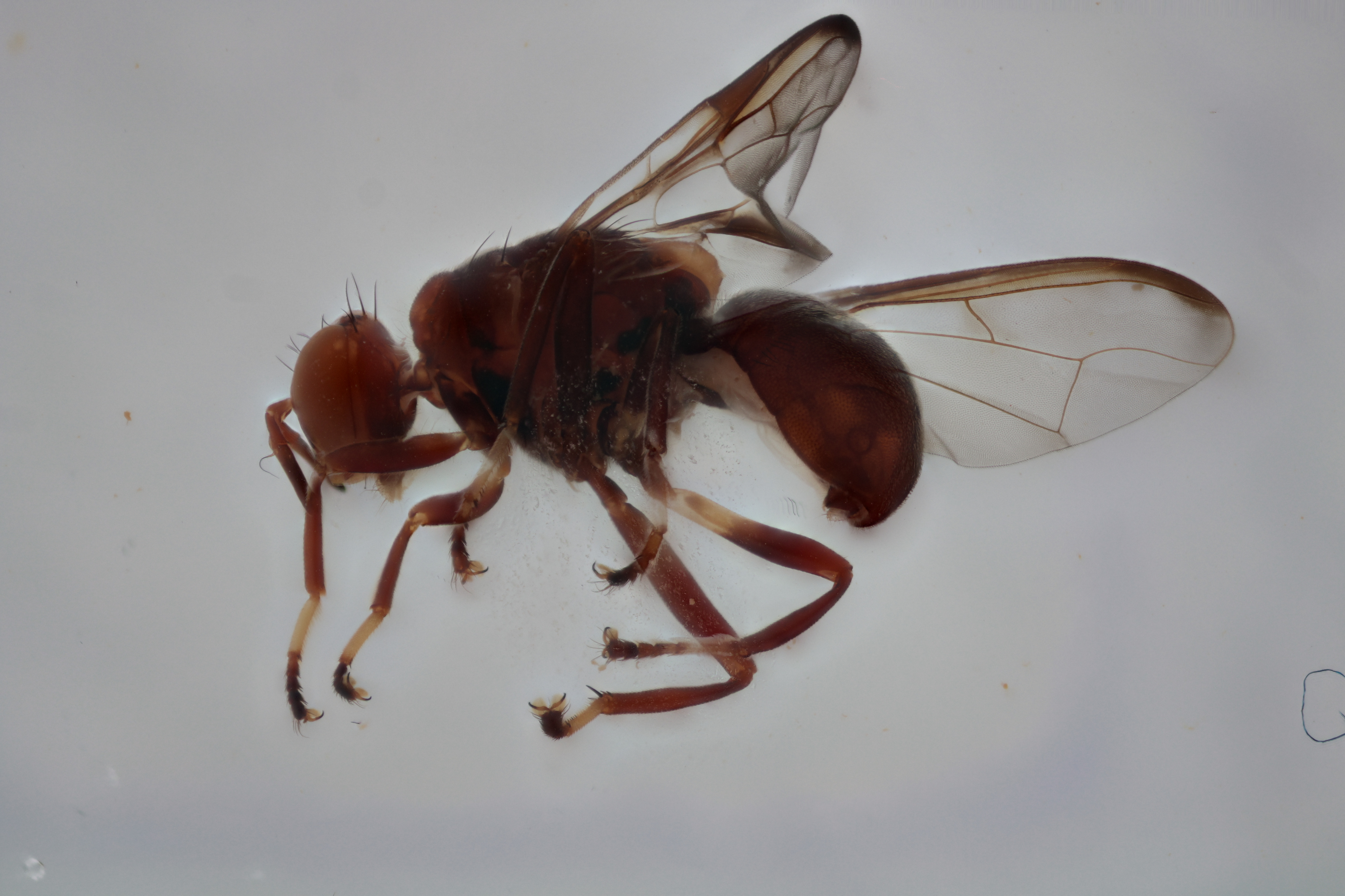 Image of a fruit fly