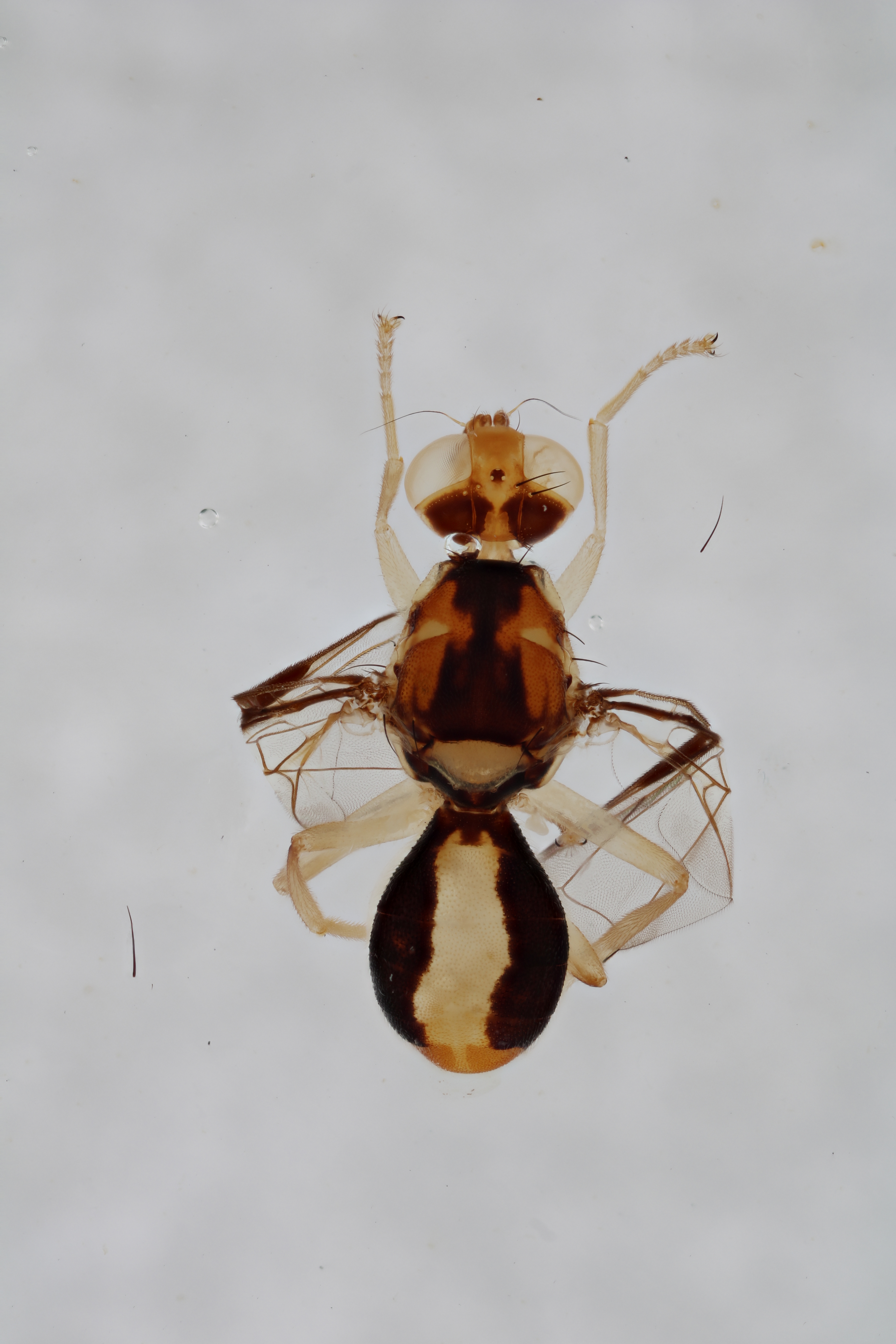 Image of a fruit fly