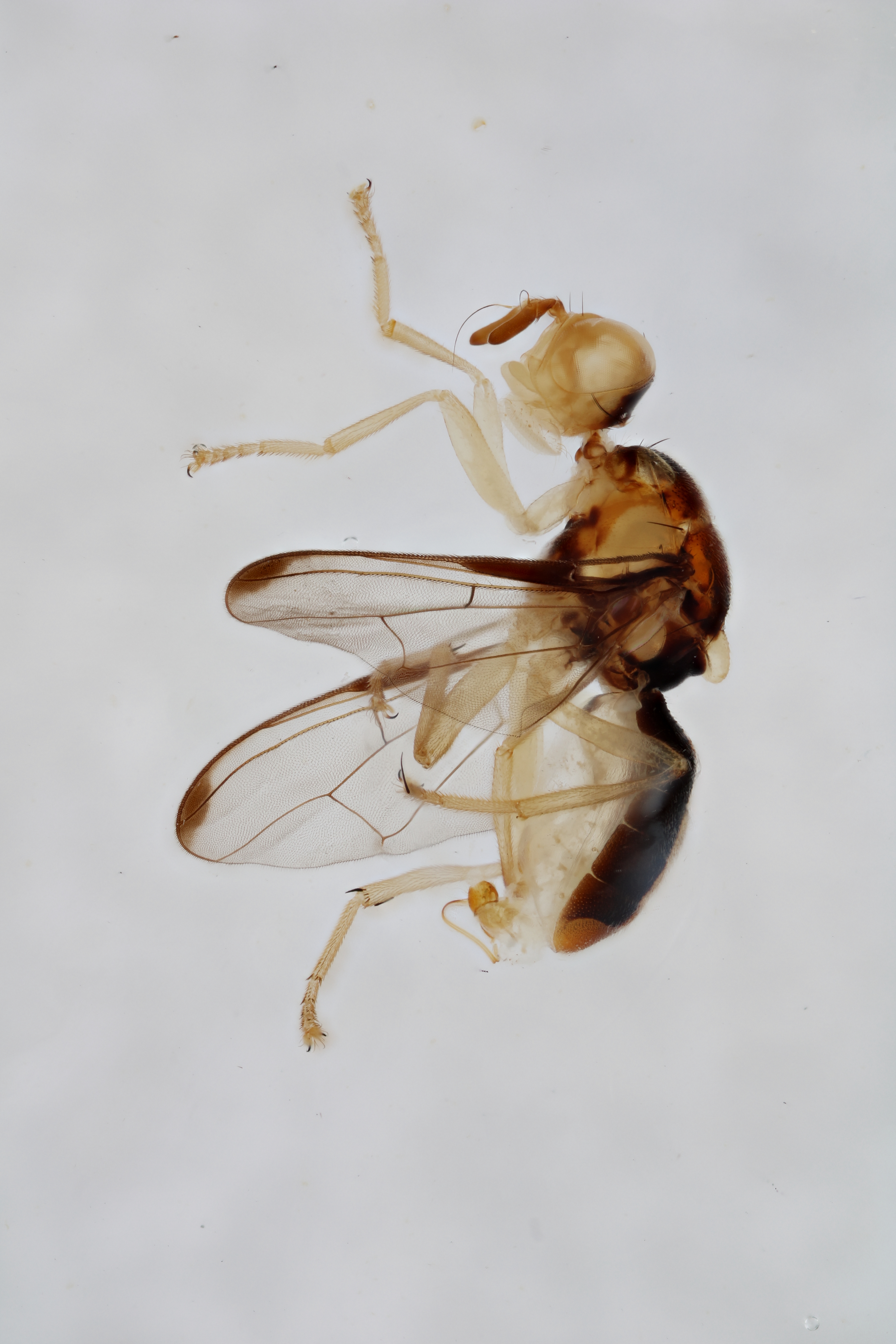 Image of a fruit fly