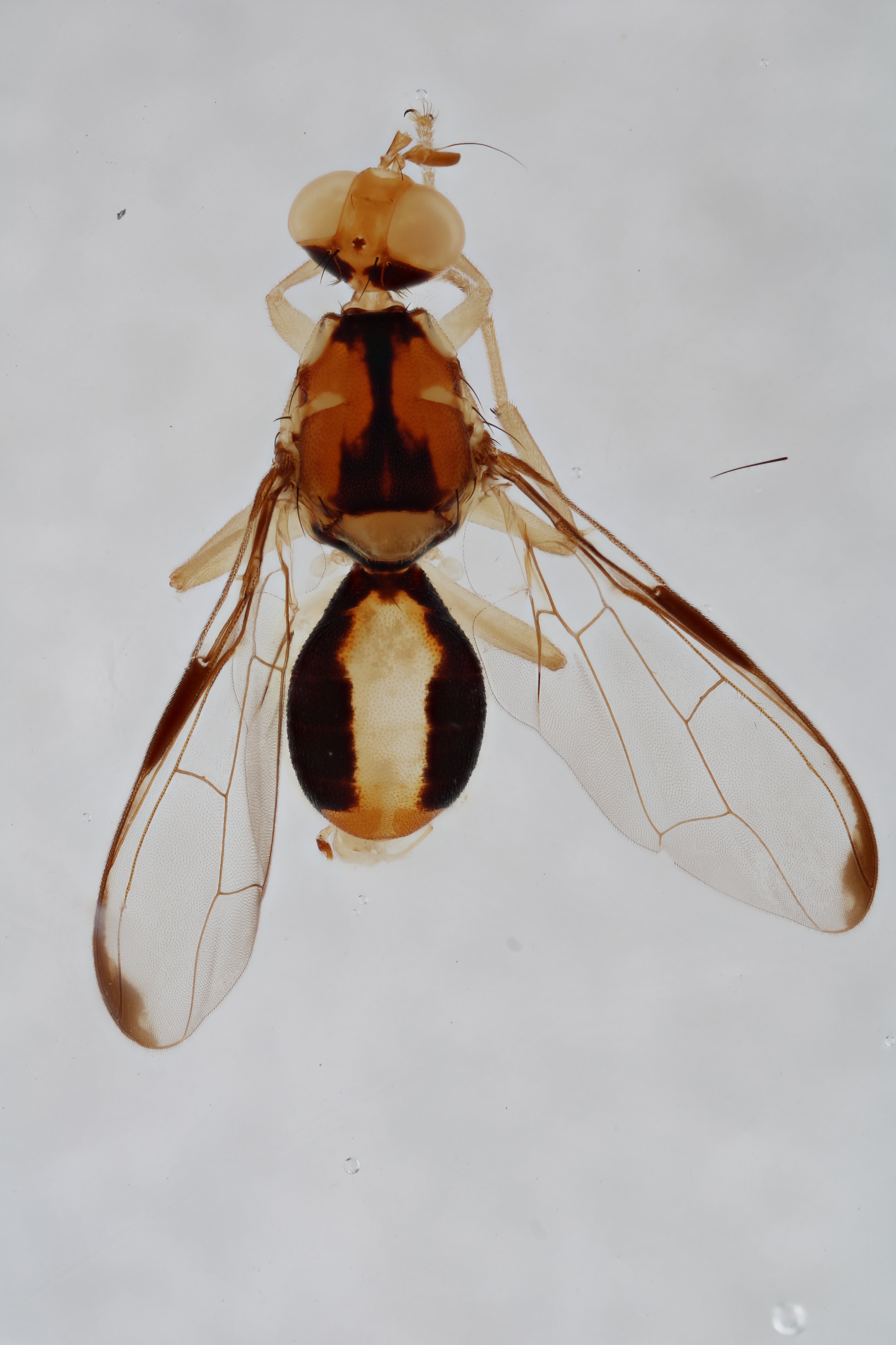 Image of a fruit fly