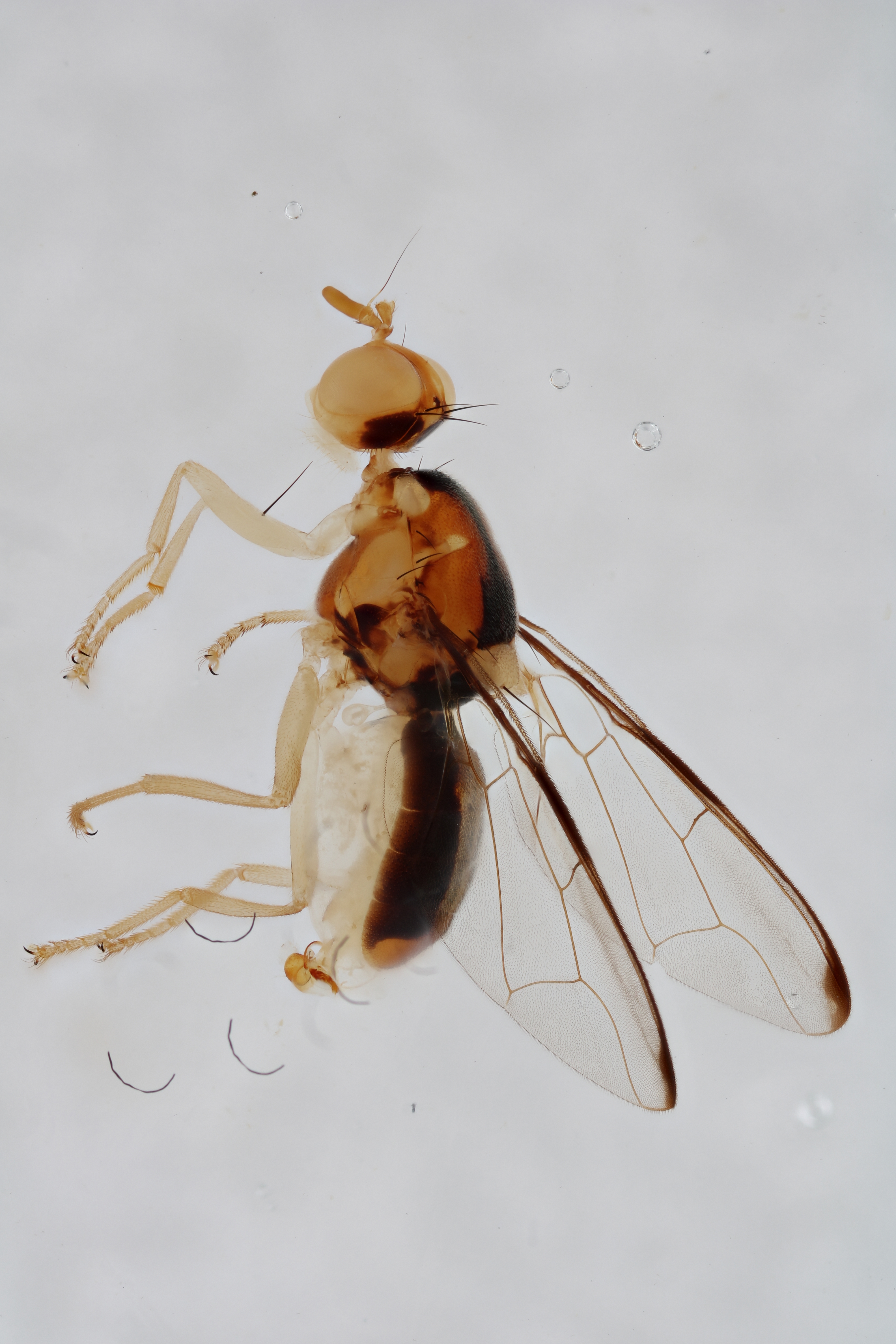 Image of a fruit fly