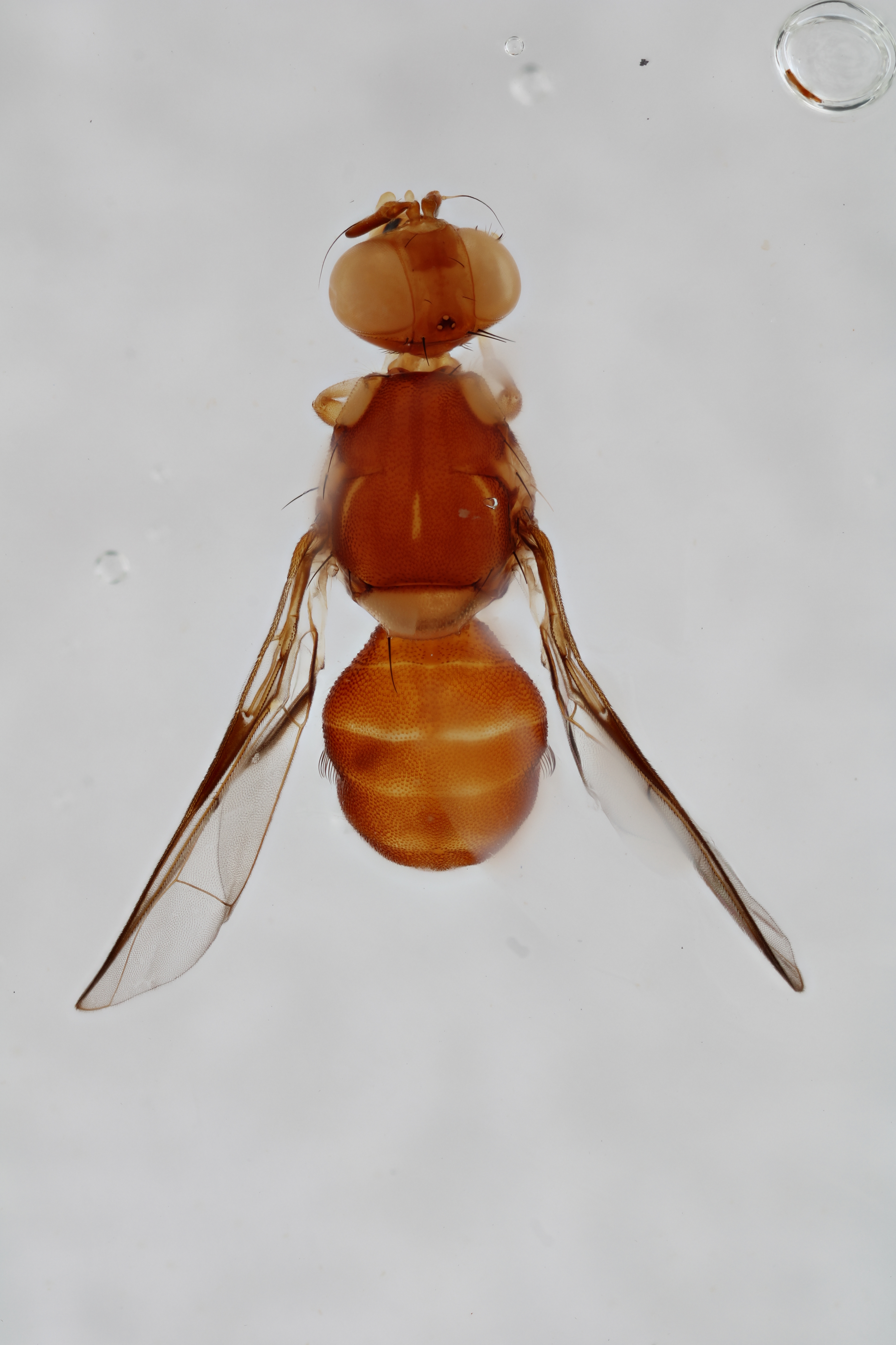 Image of a fruit fly