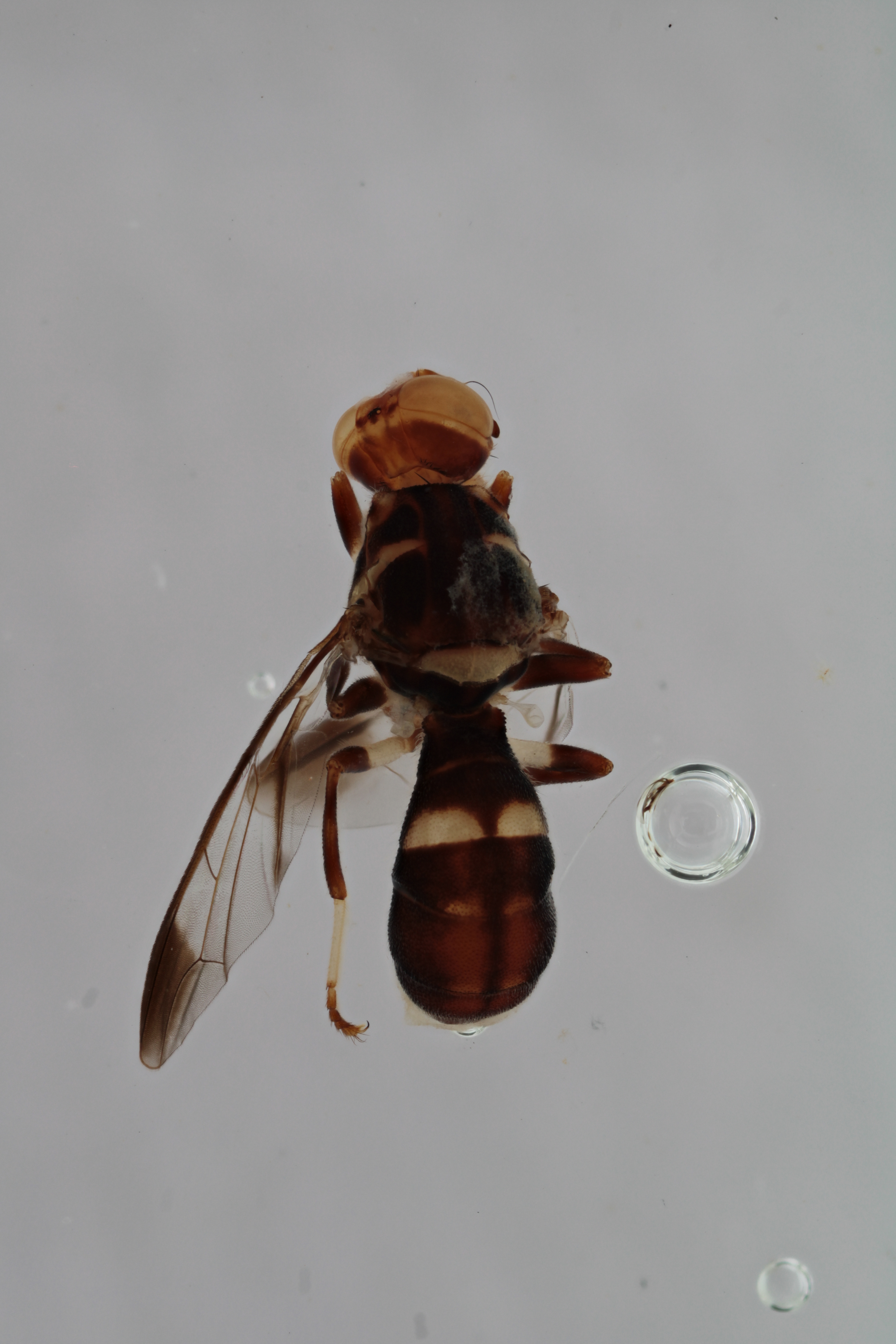 Image of a fruit fly