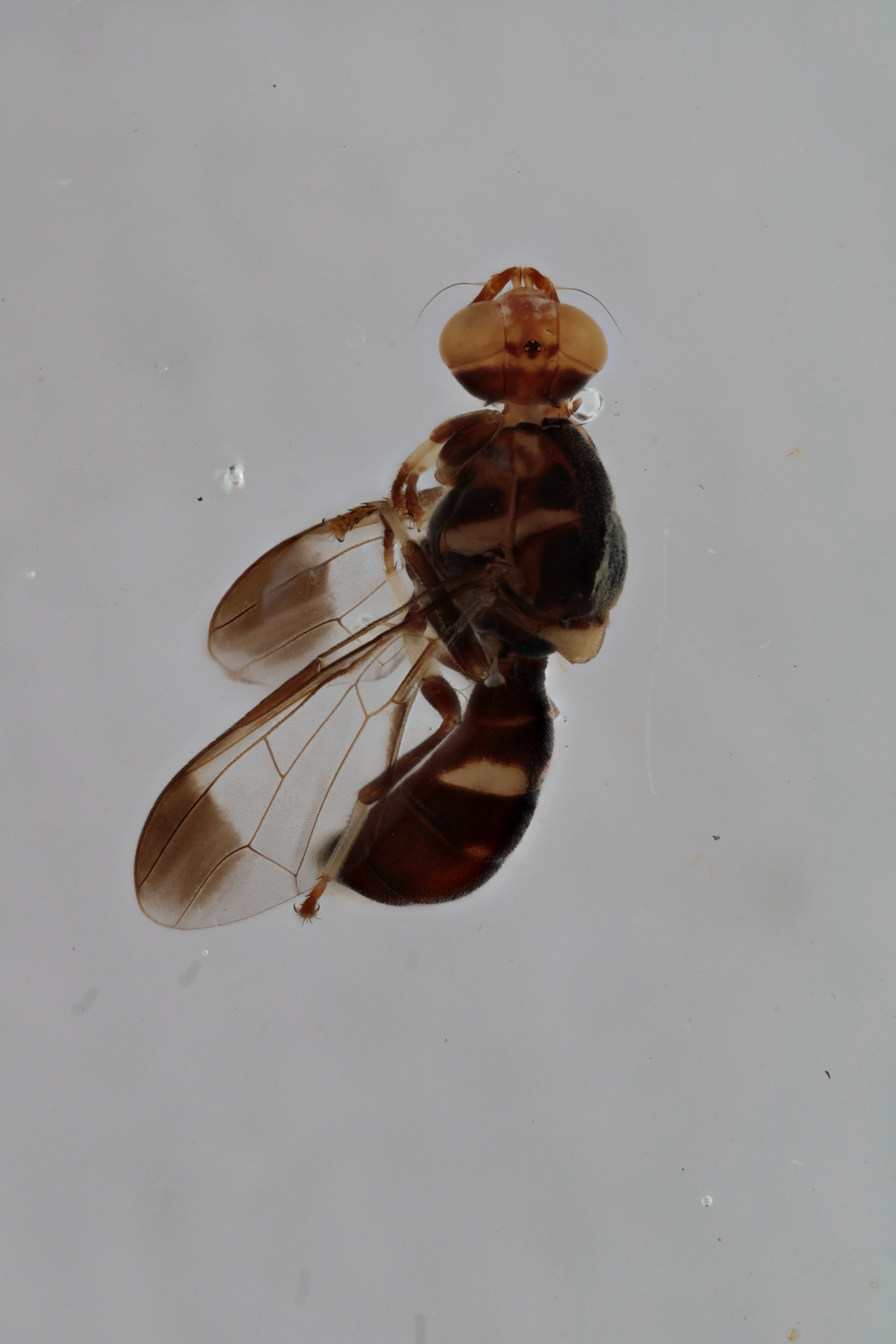 Image of a fruit fly