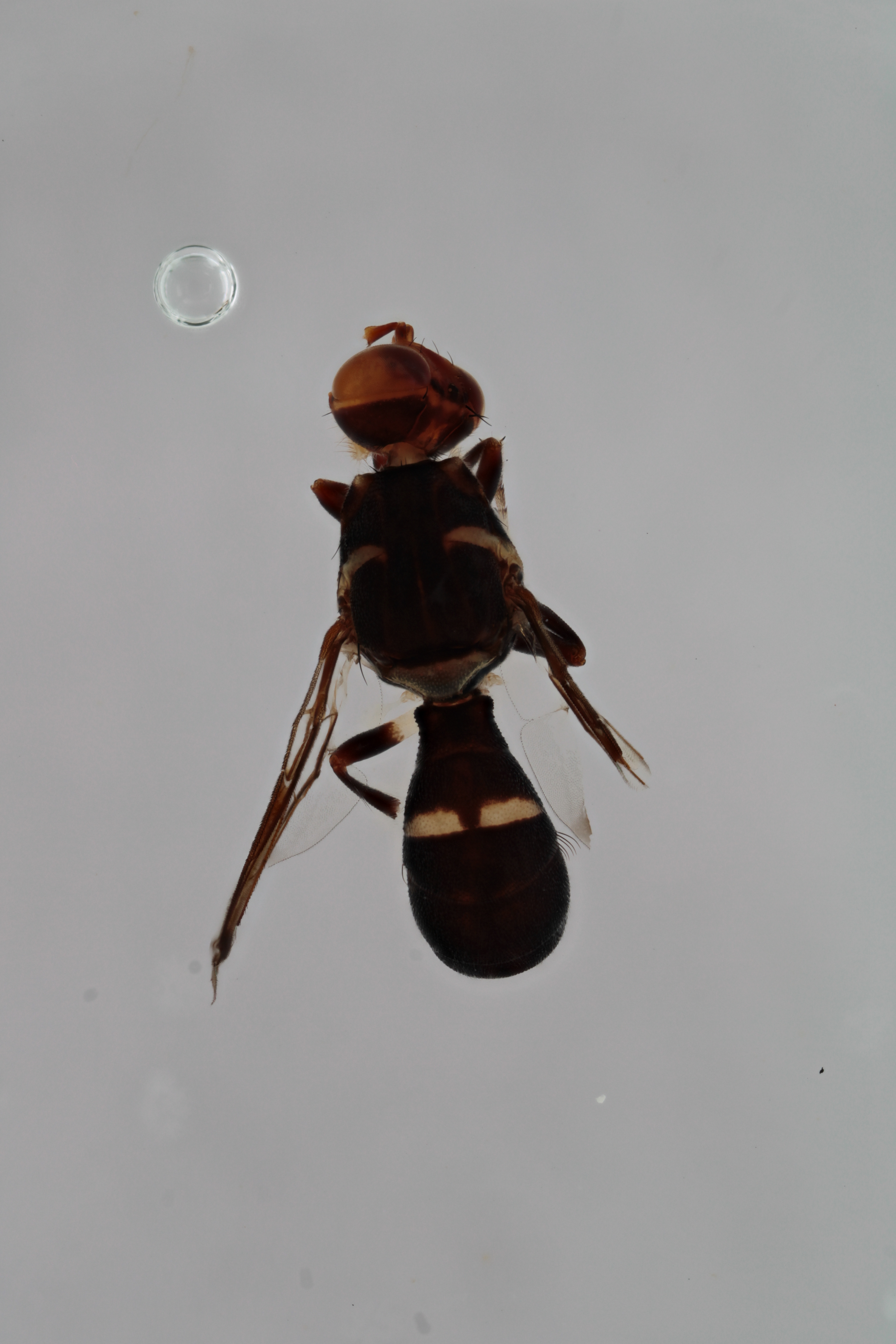 Image of a fruit fly