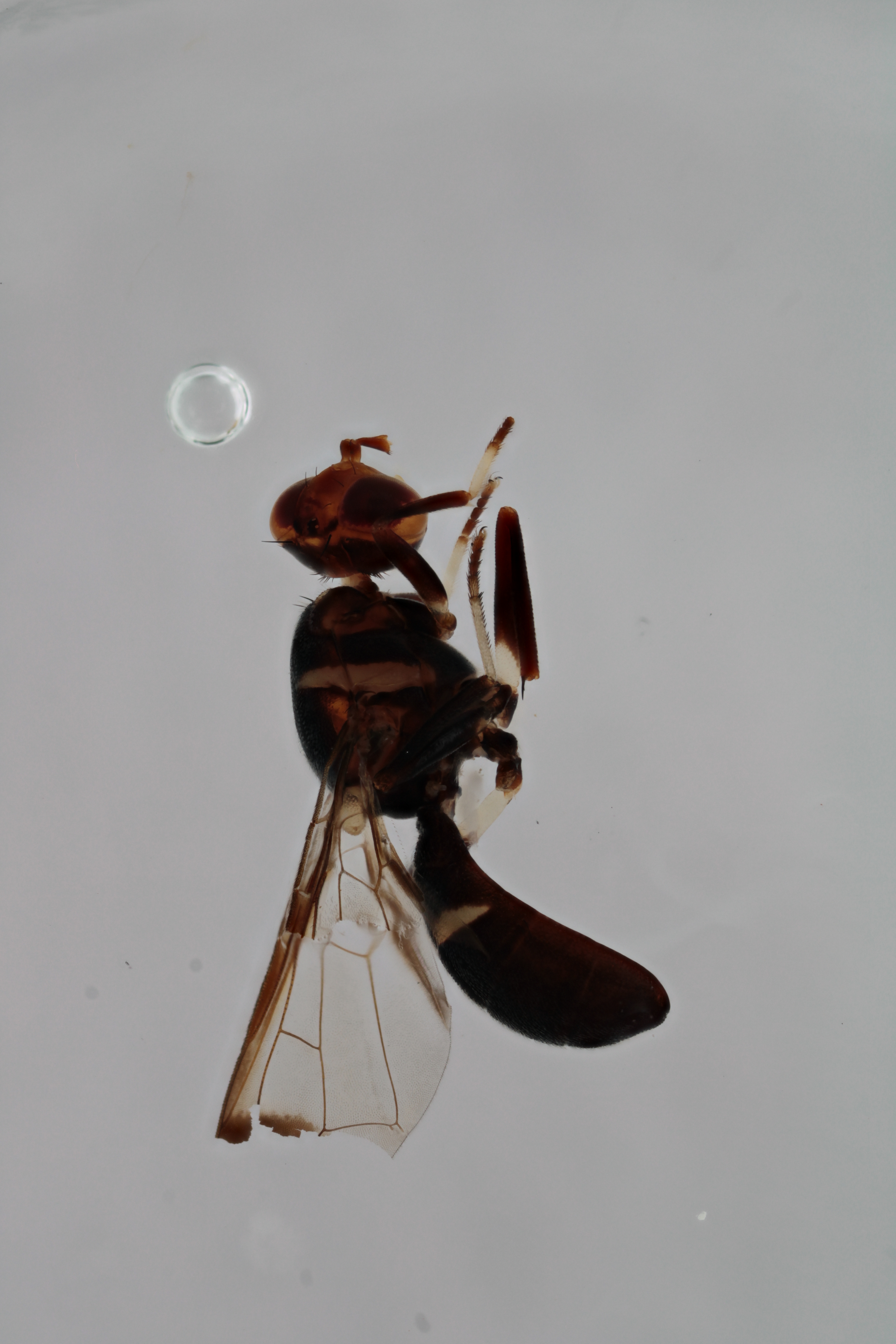 Image of a fruit fly