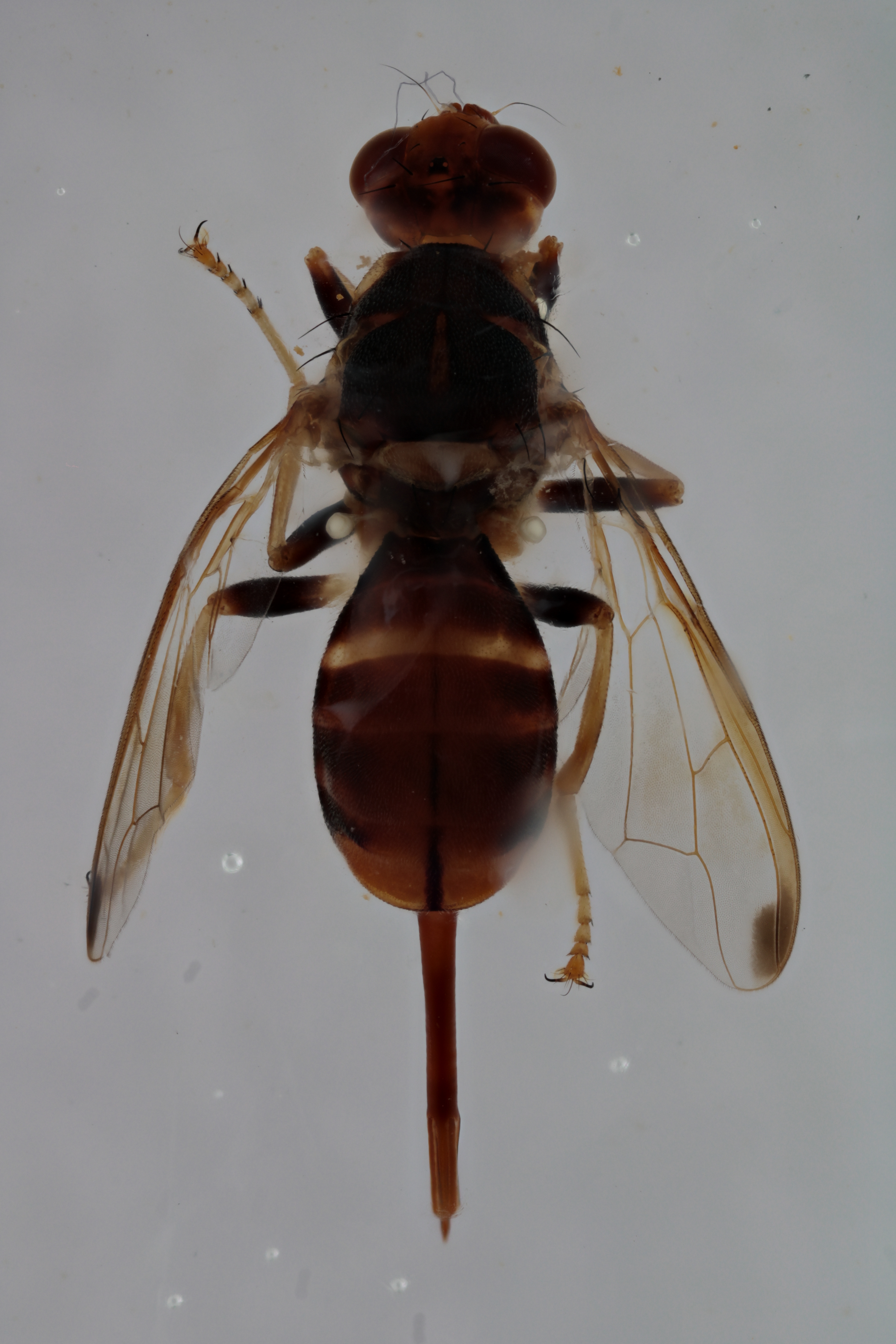 Image of a fruit fly