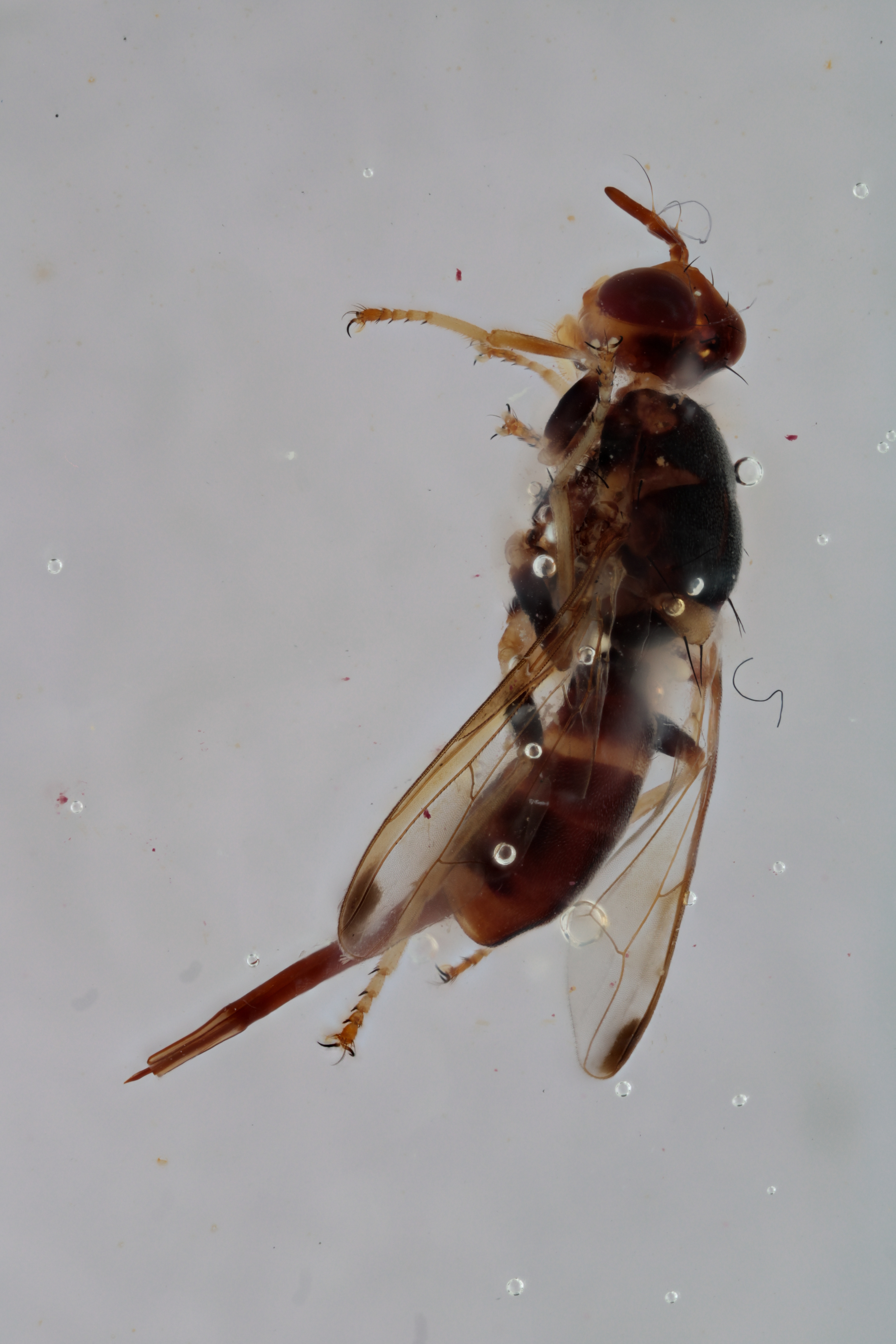 Image of a fruit fly