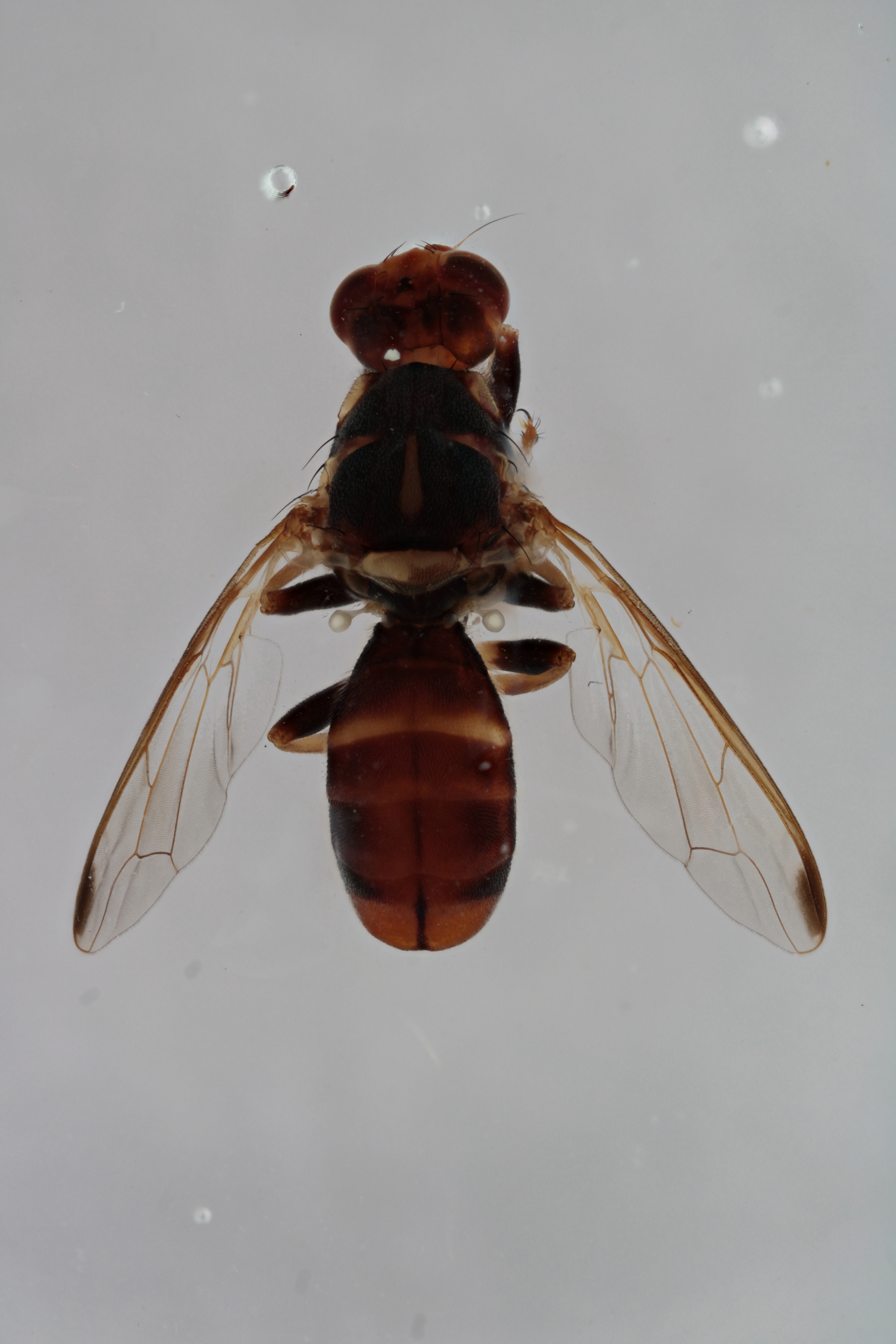 Image of a fruit fly