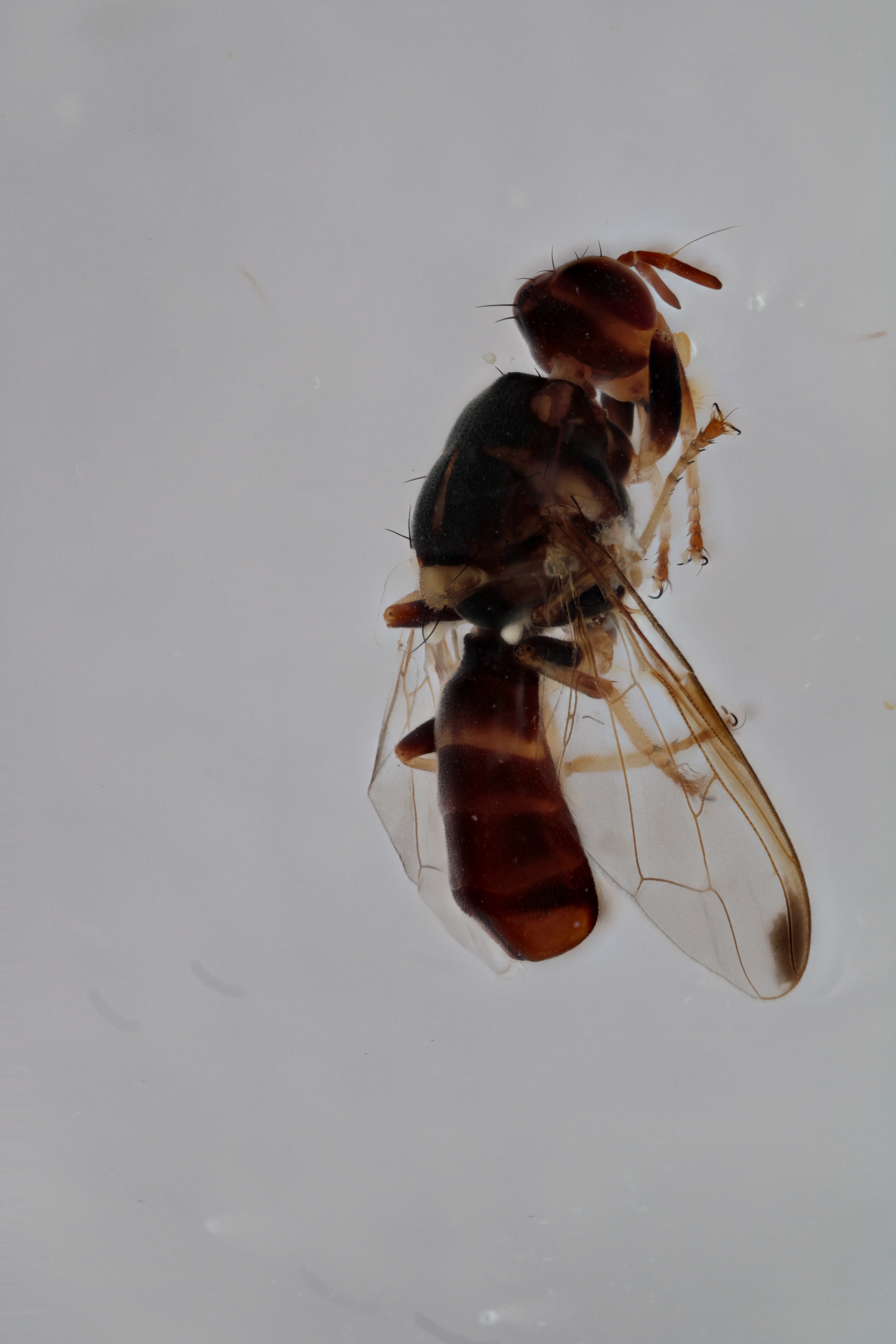 Image of a fruit fly