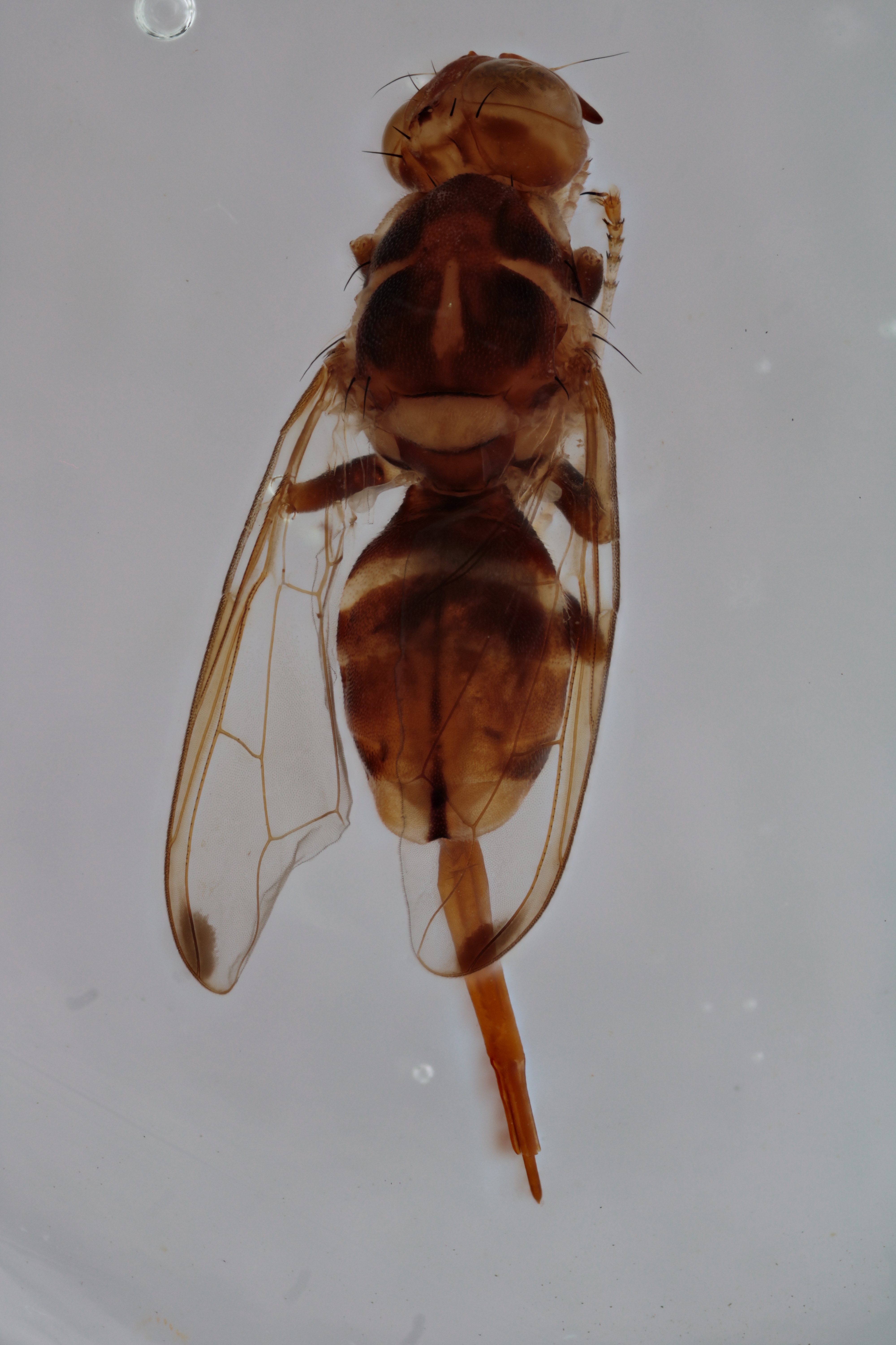 Image of a fruit fly