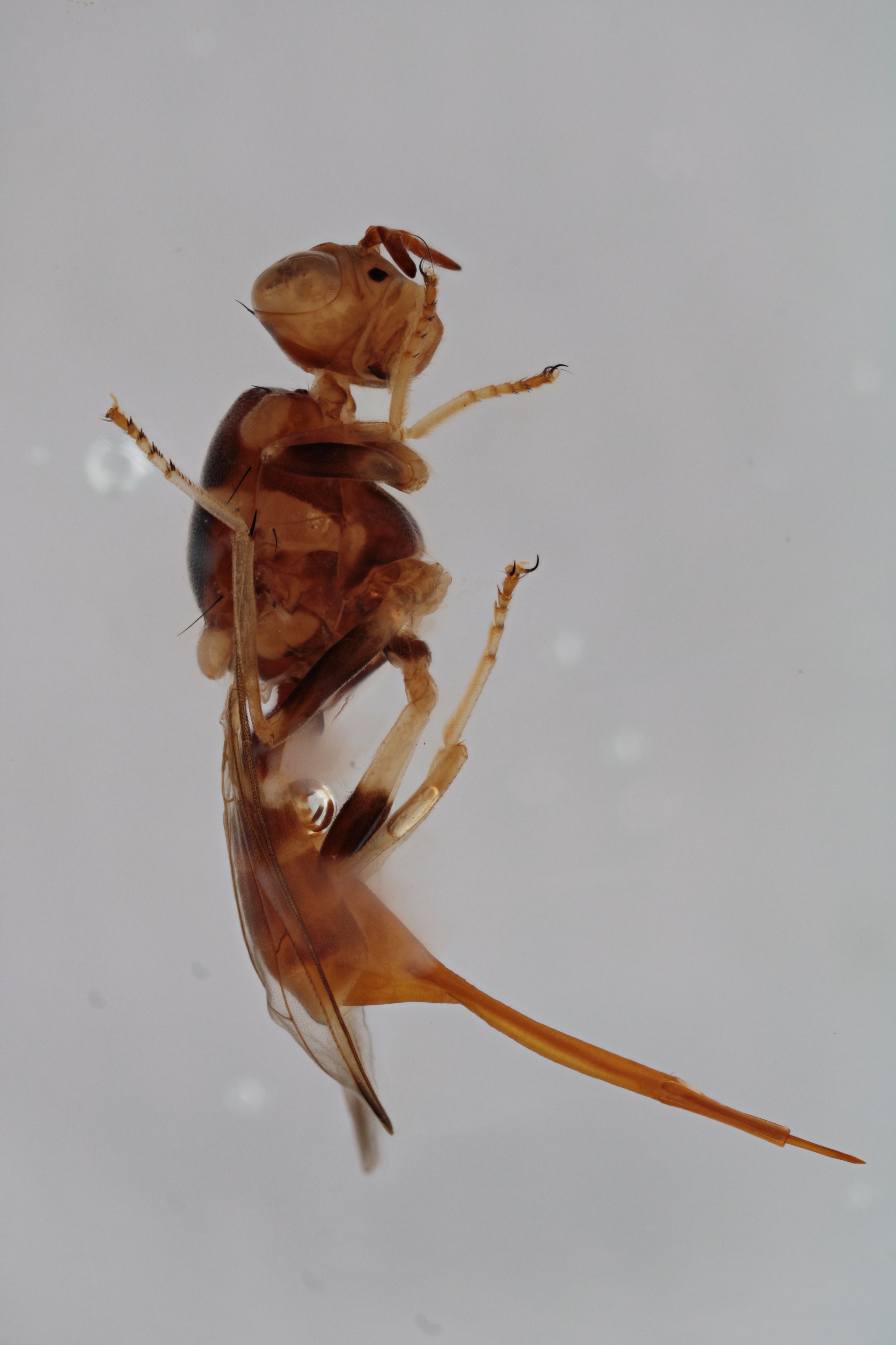 Image of a fruit fly