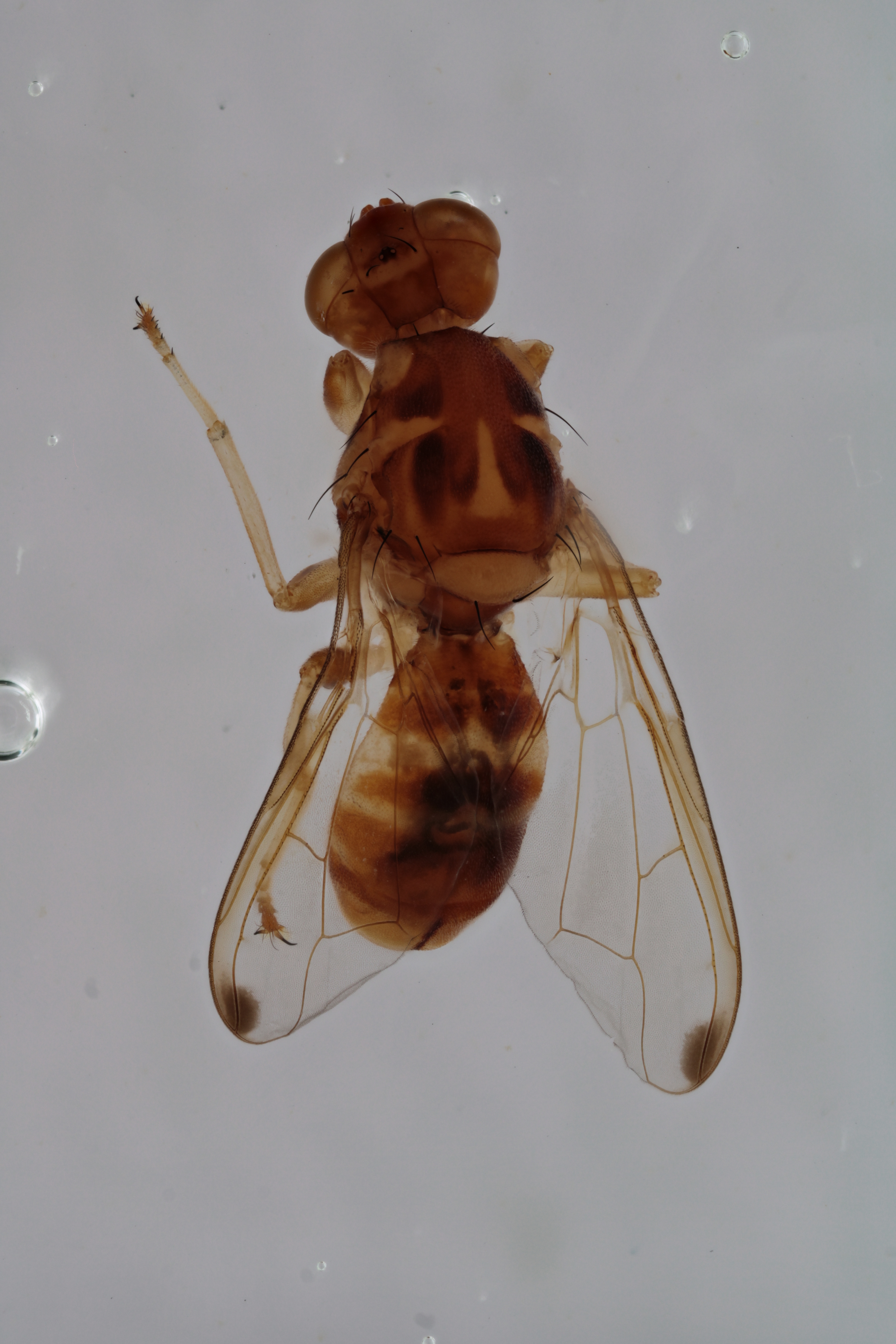 Image of a fruit fly